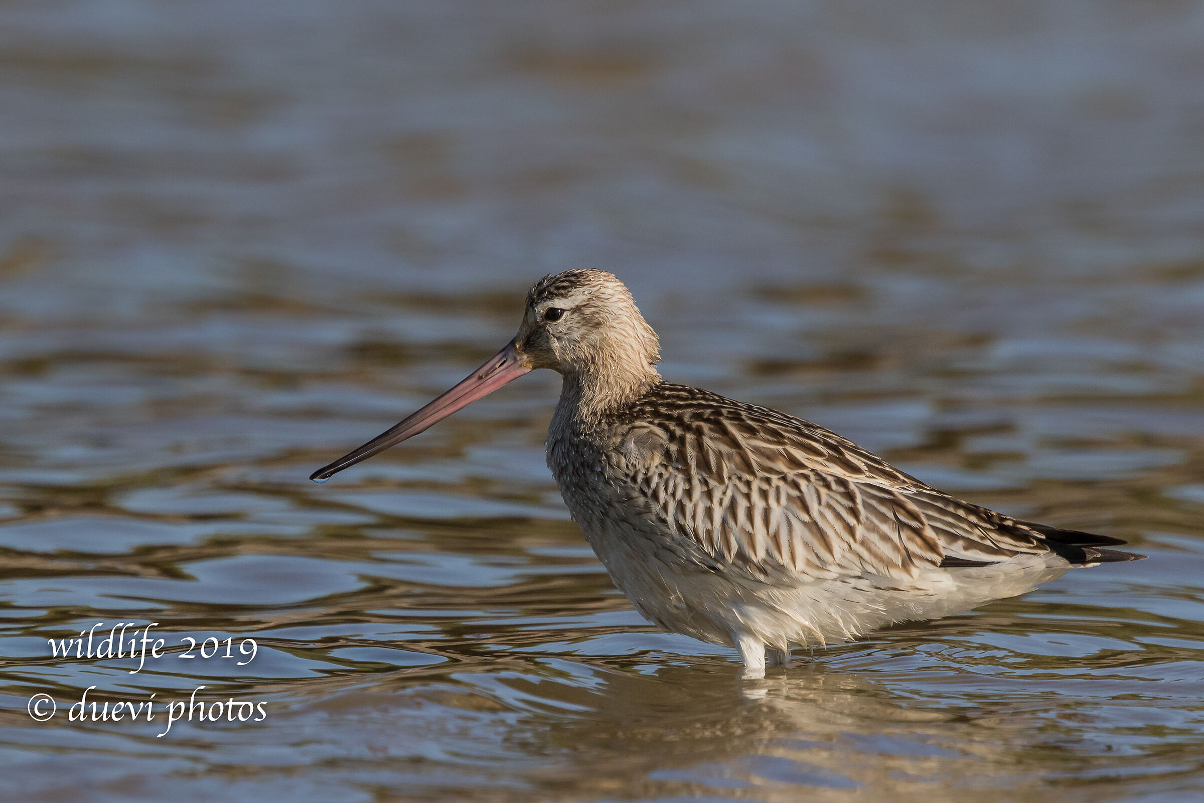Minor Pictish - Lapland Limosa