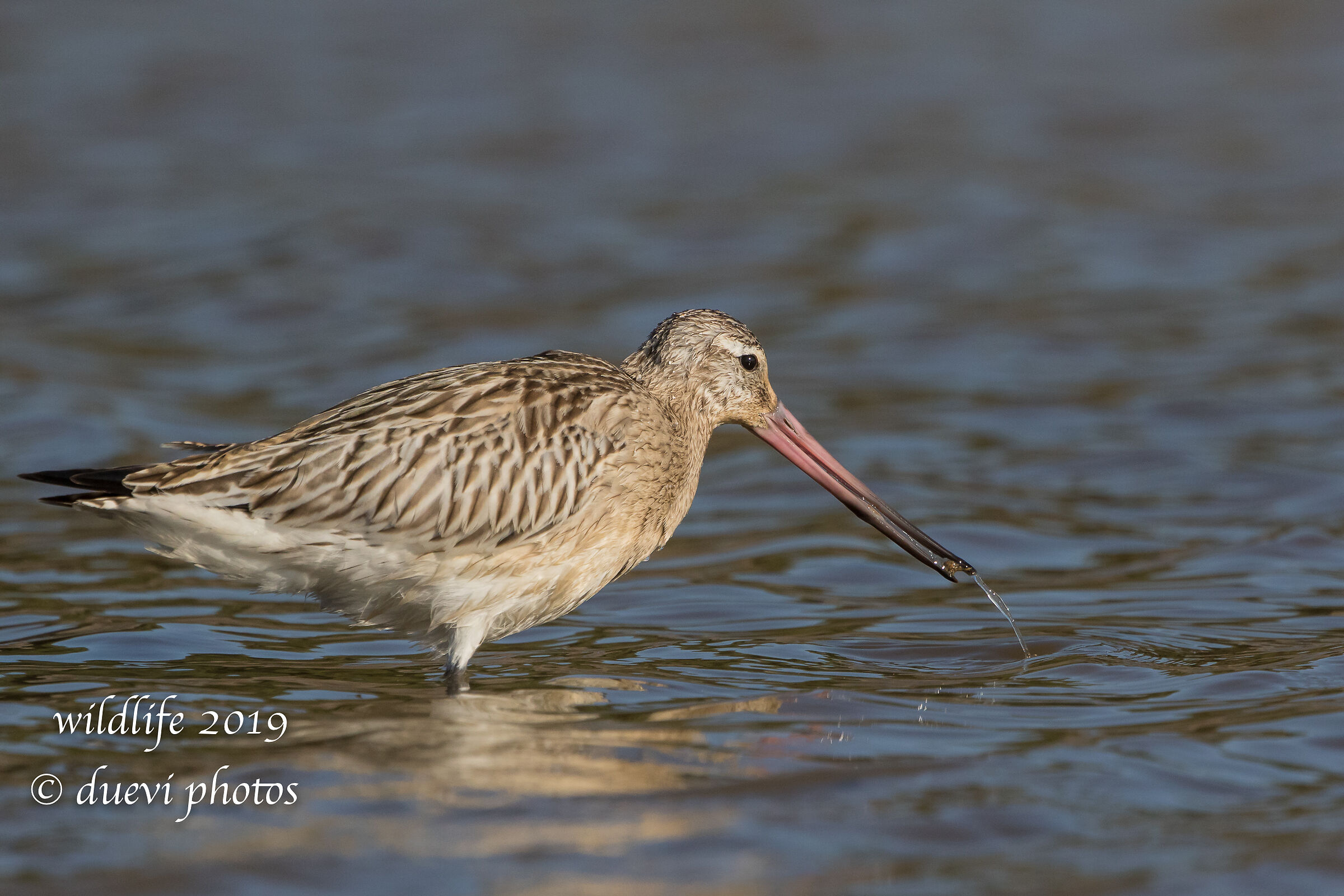 Minor Pictish - Lapland Limosa
