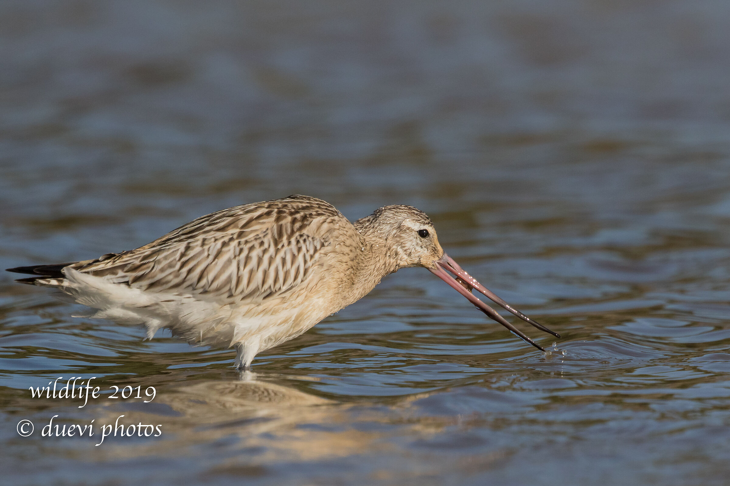 Minor Pictish - Lapland Limosa