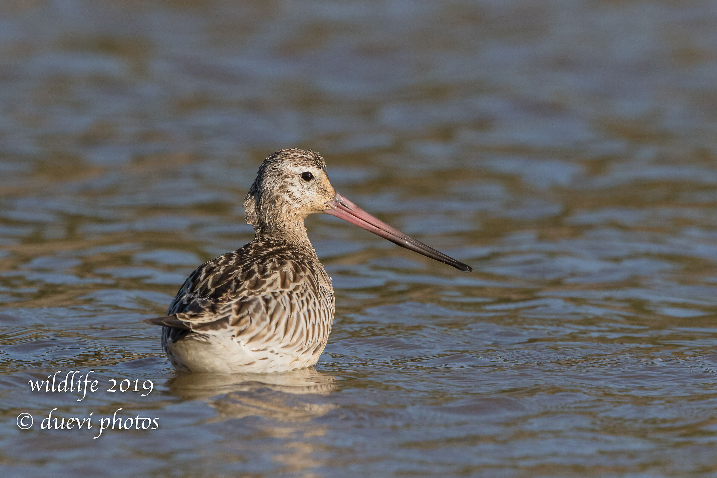Minor Pictish - Lapland Limosa
