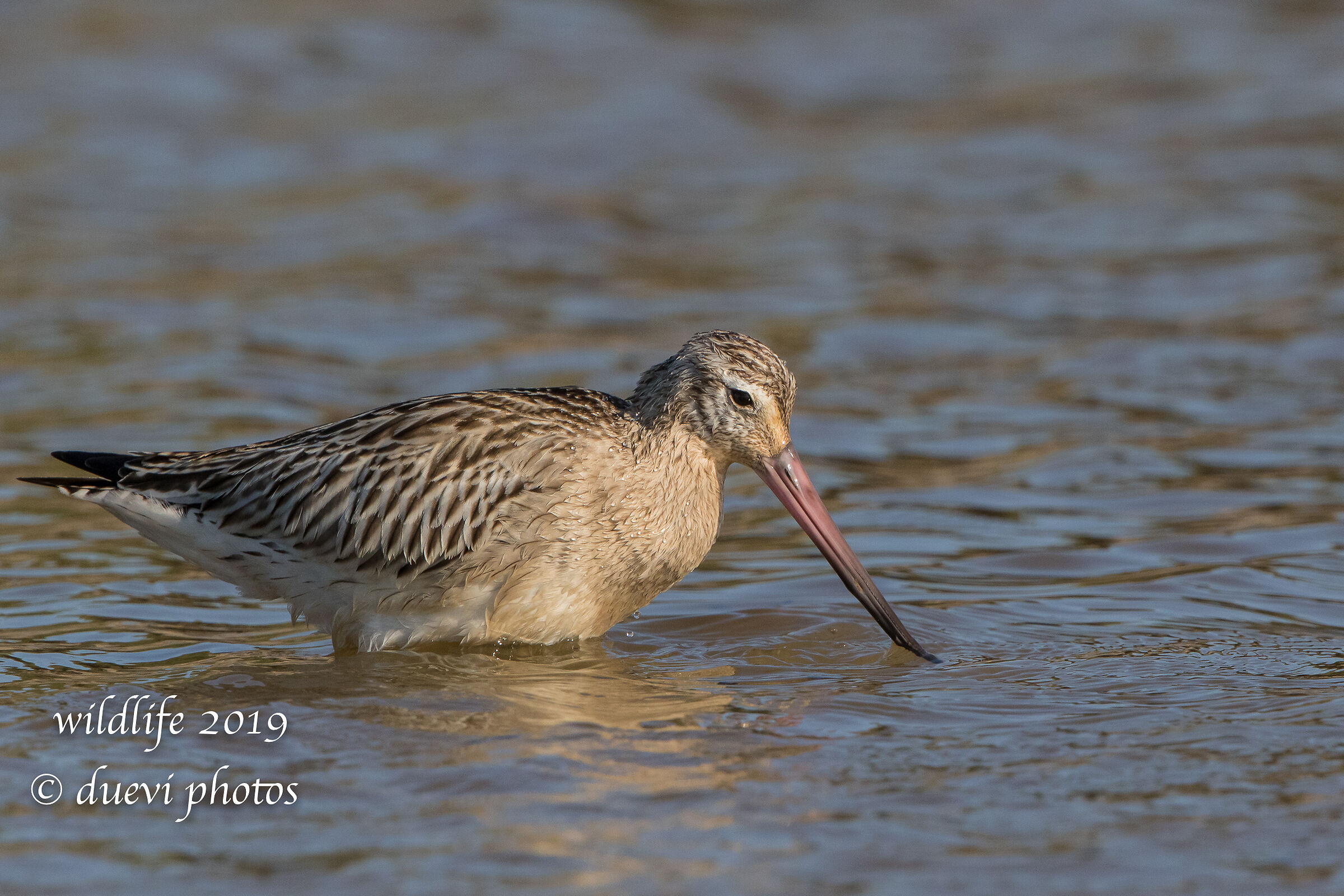 Minor Pictish - Lapland Limosa