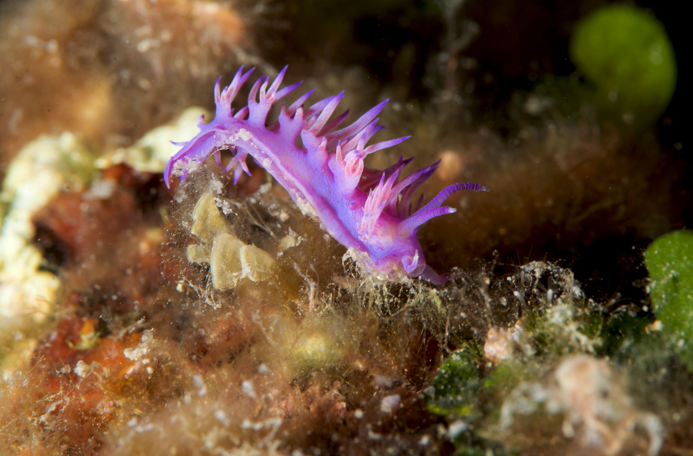 flabellina viola