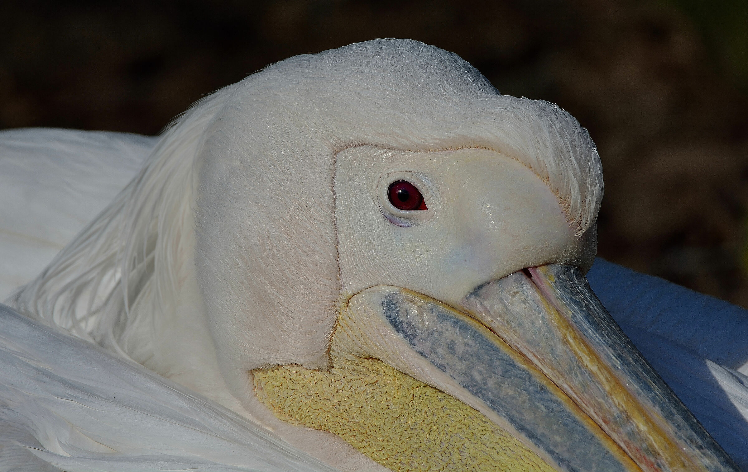 Lo sguardo del Pellicano