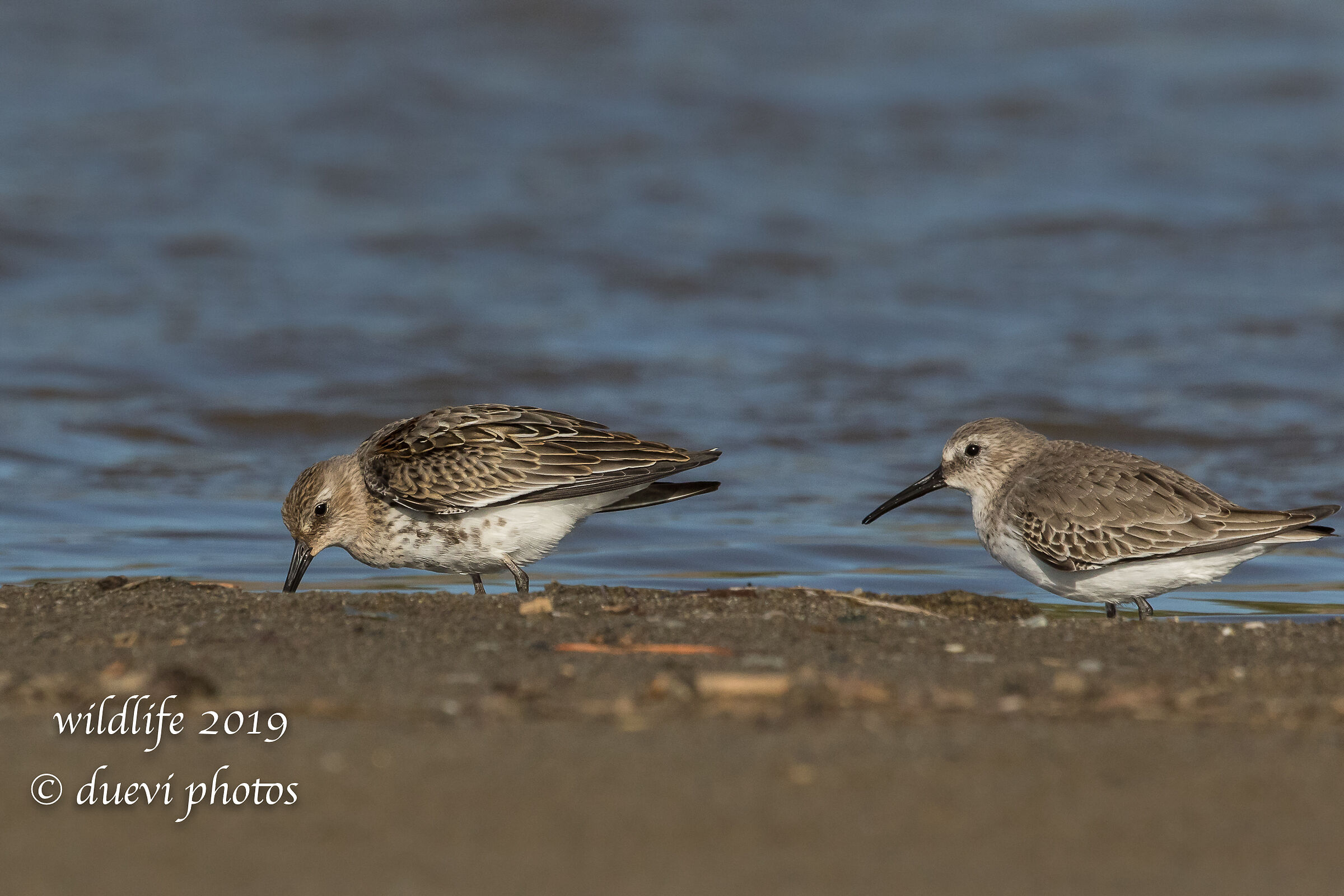 Black-bellied rain - Calidris Alpine