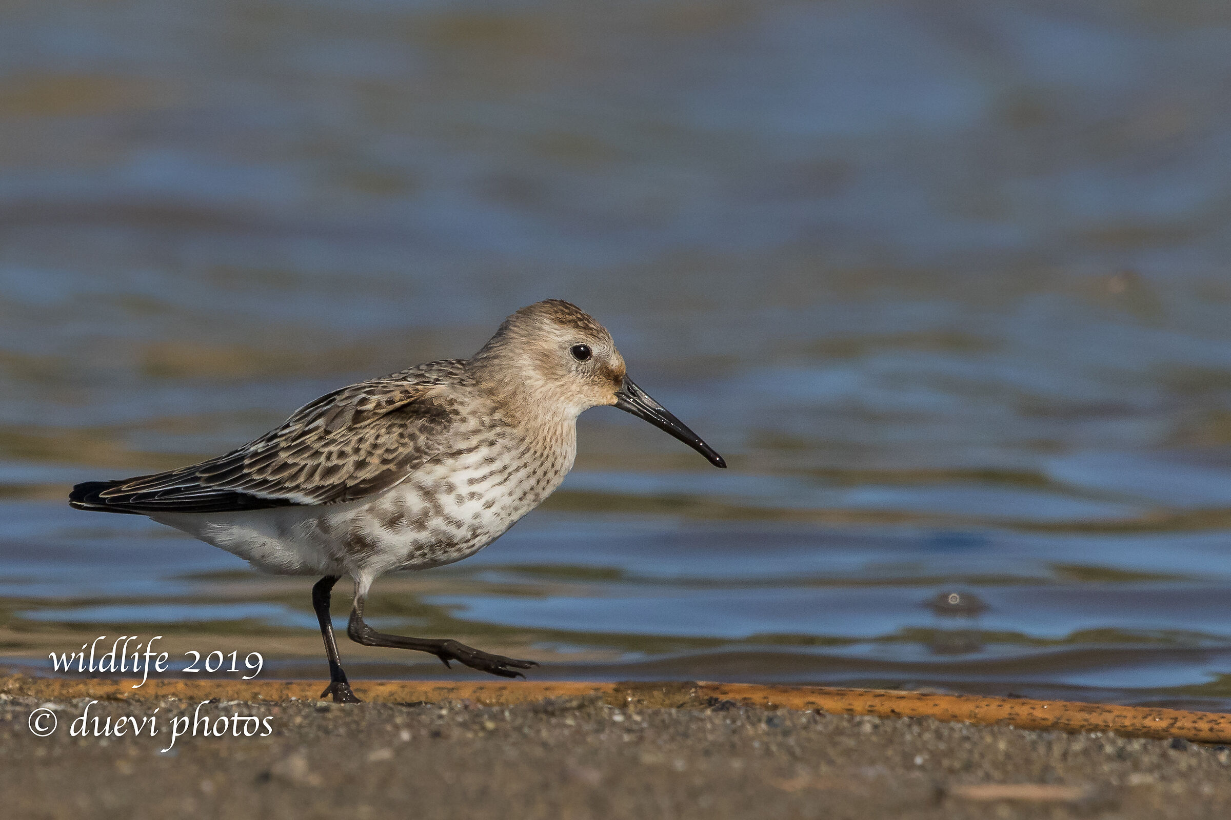 Piovanello belly - Calidris Alpine