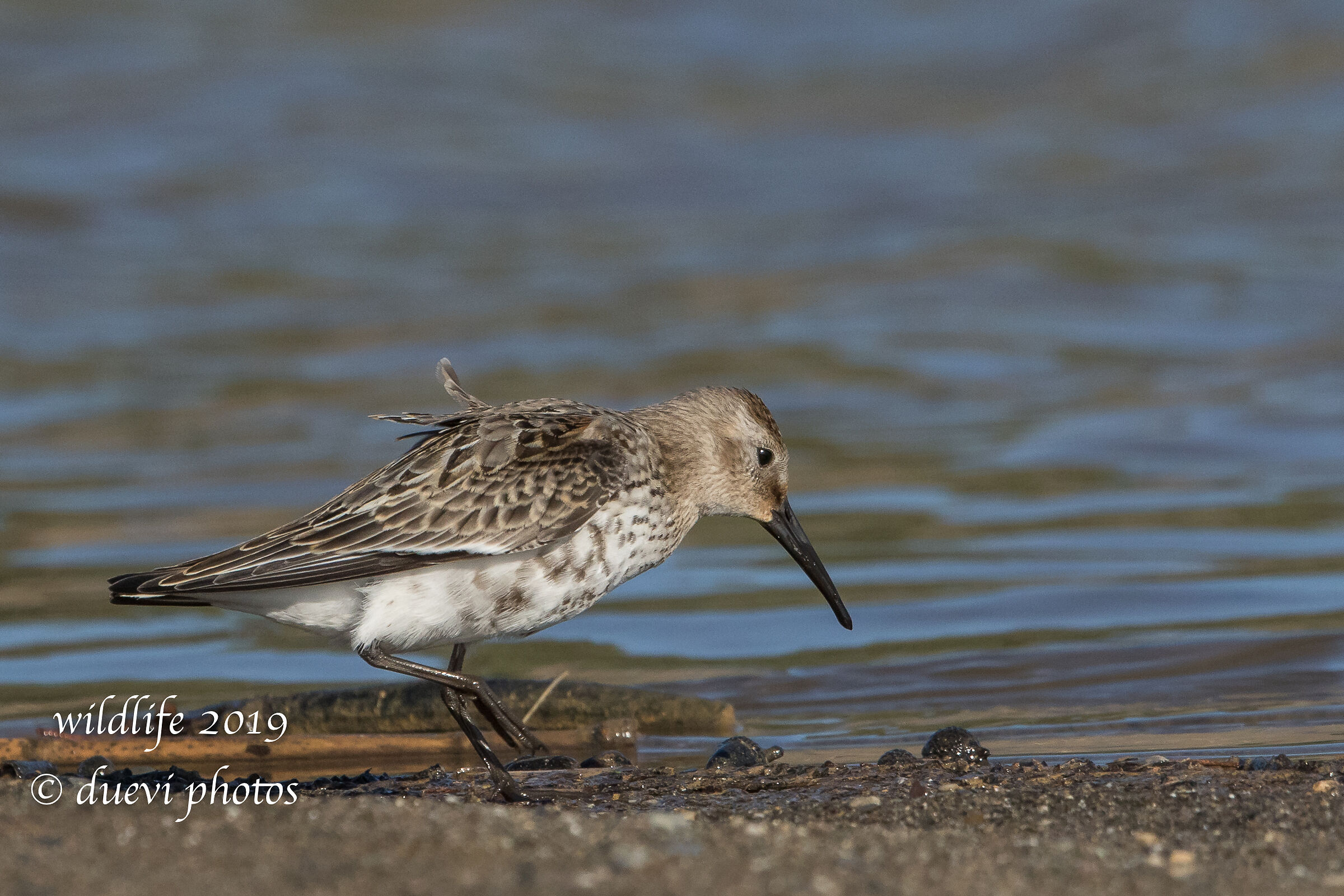 Piovanello Pancianera - Calidris Alpine