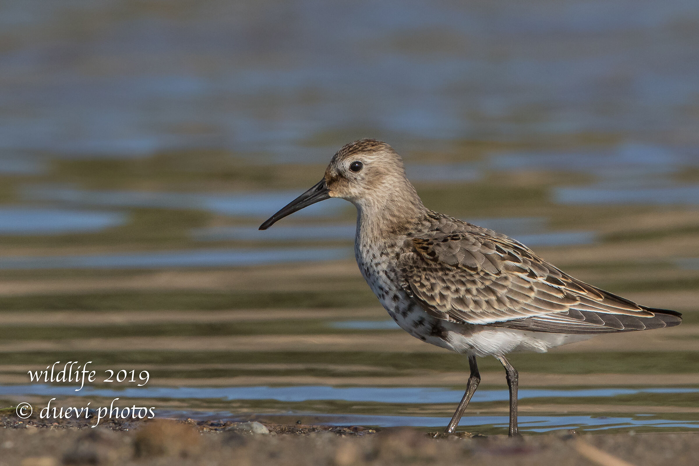 Black-bellied rain - Calidris Alpine