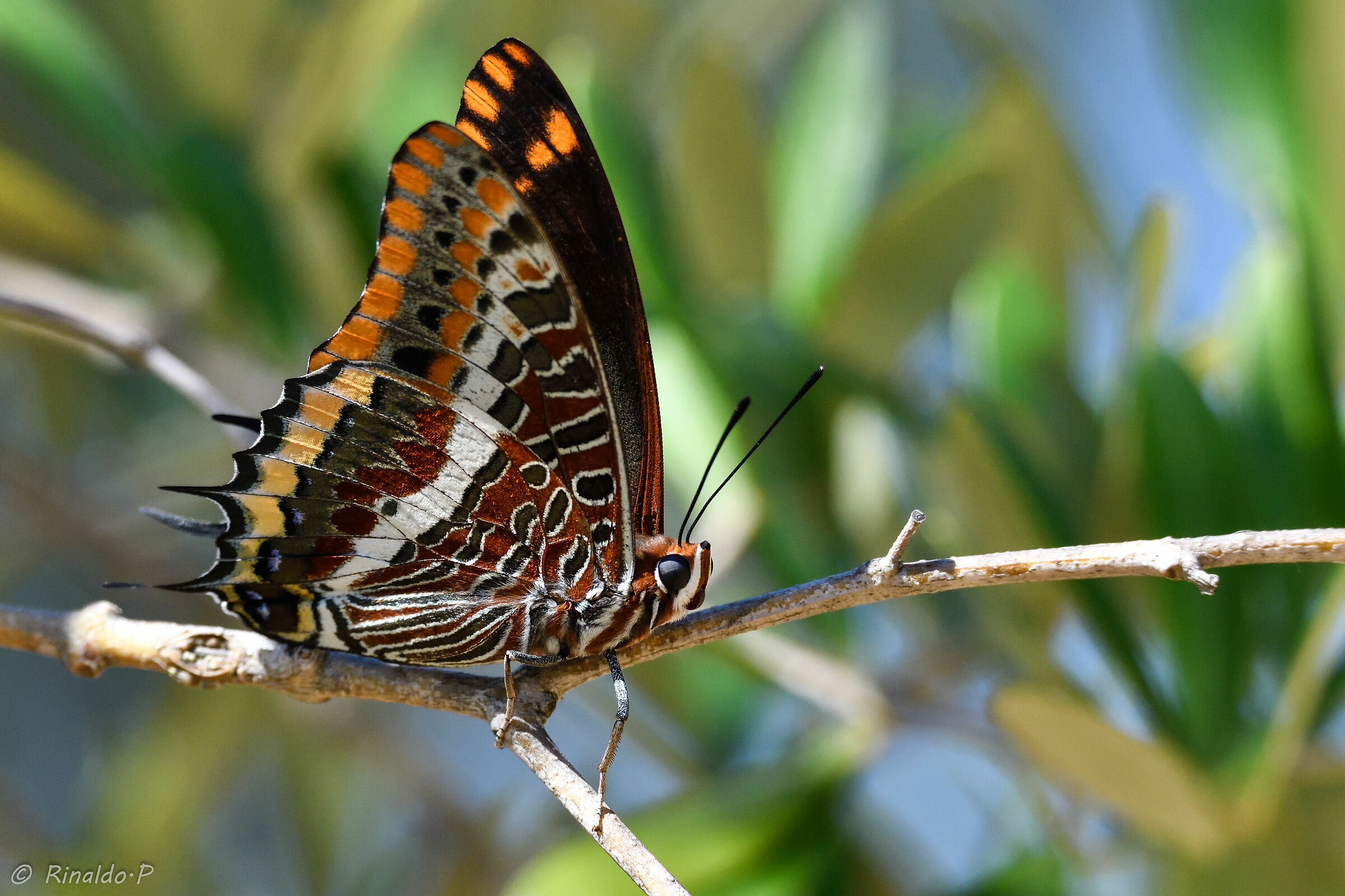 Charaxes jasius