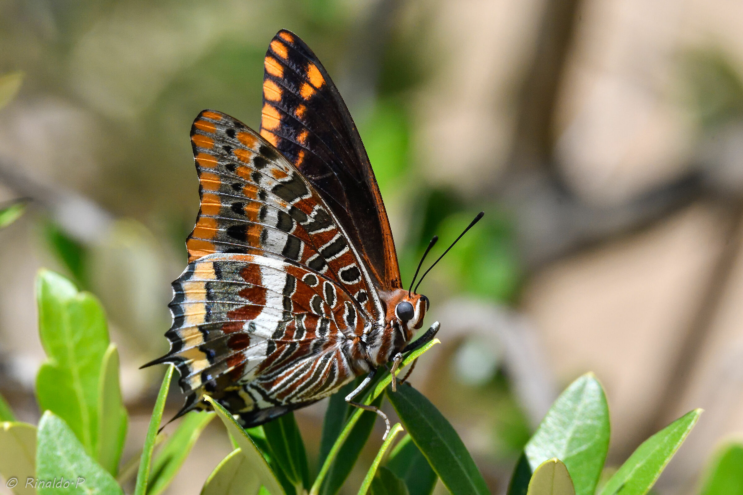 Charaxes jasius