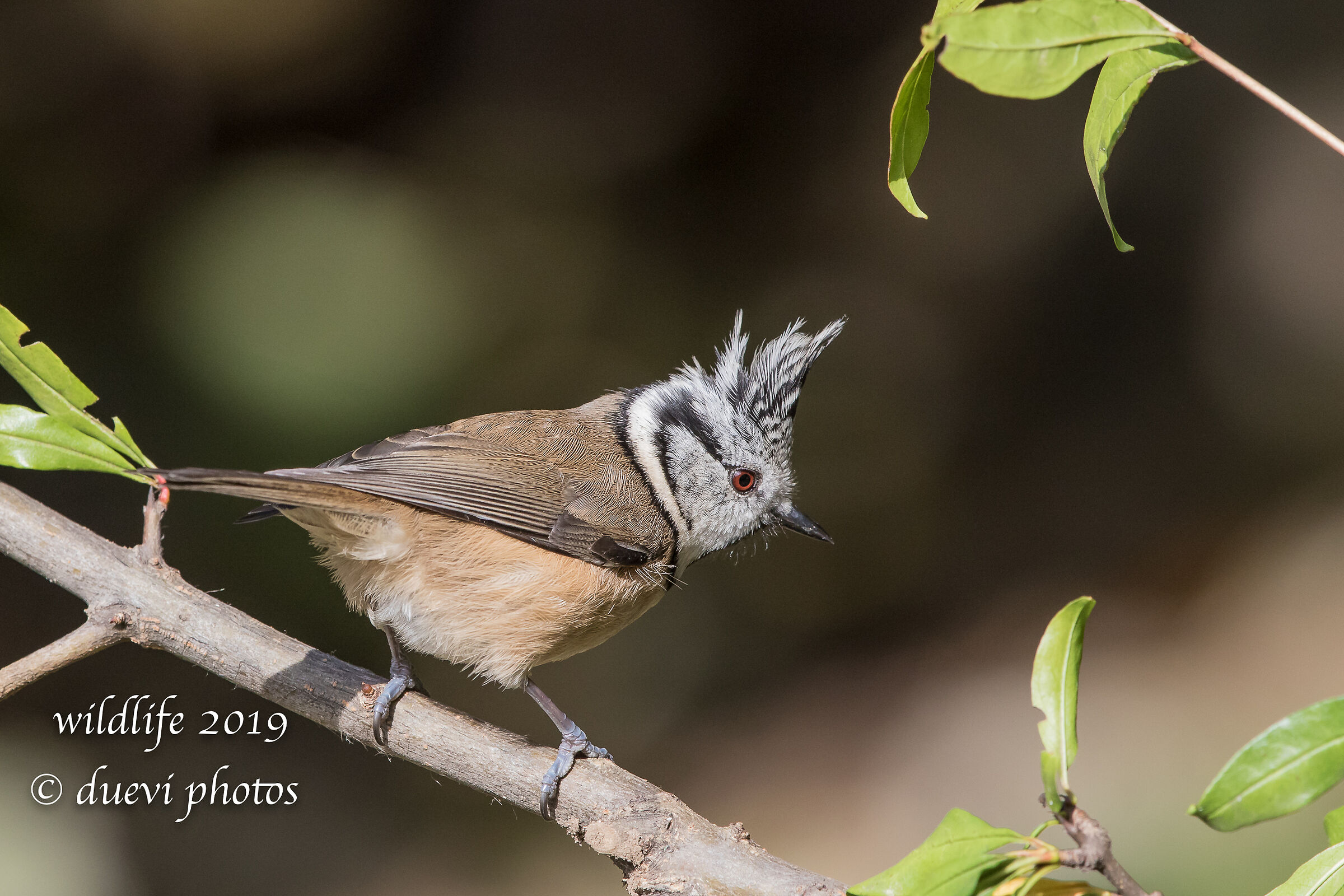 Tuft-from-tufted - Lophophanes cristatus