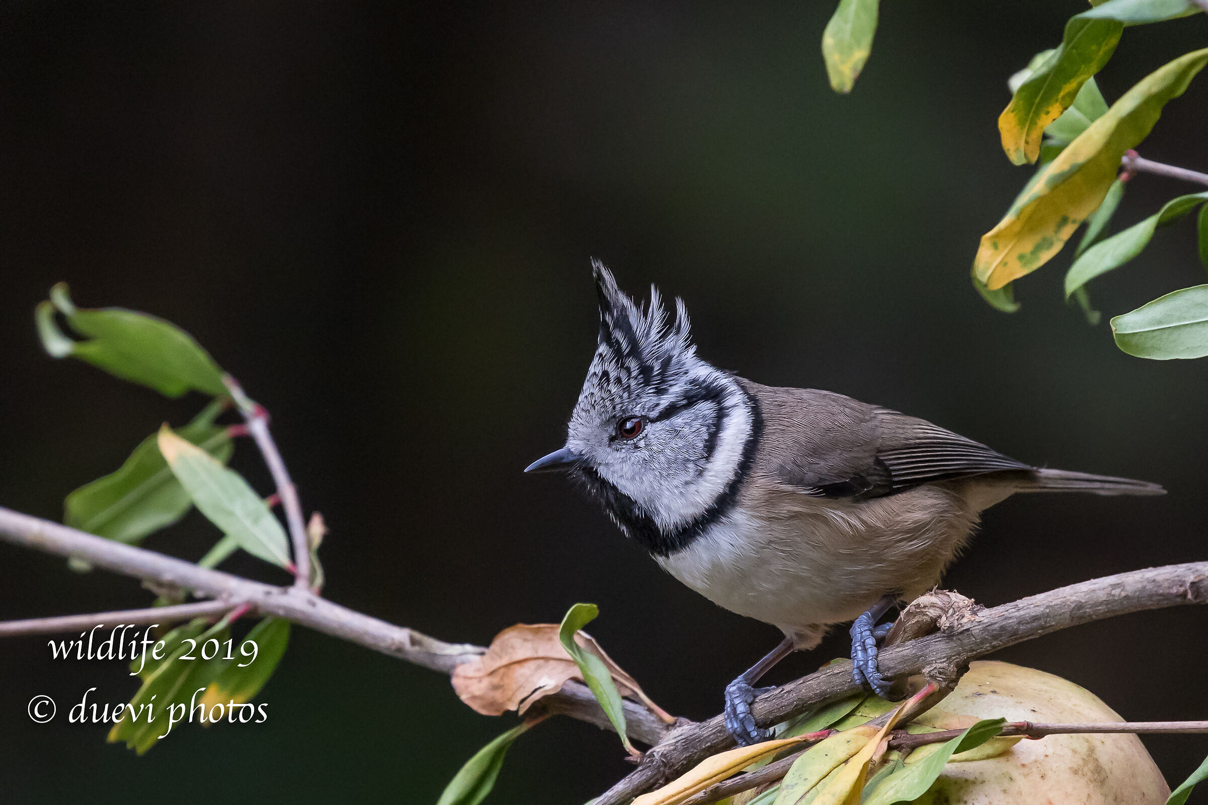 Tuft-from-tufted - Lophophanes cristatus