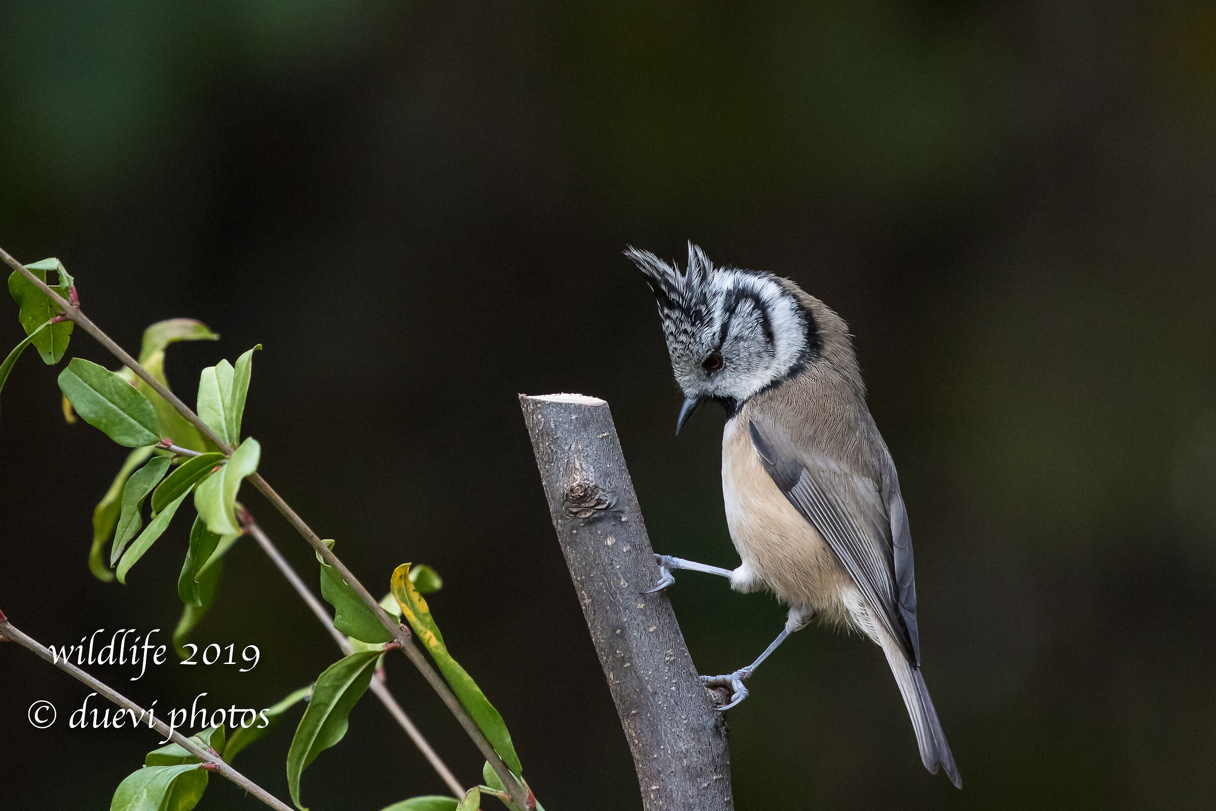 Tuft-from-tufted - Lophophanes cristatus