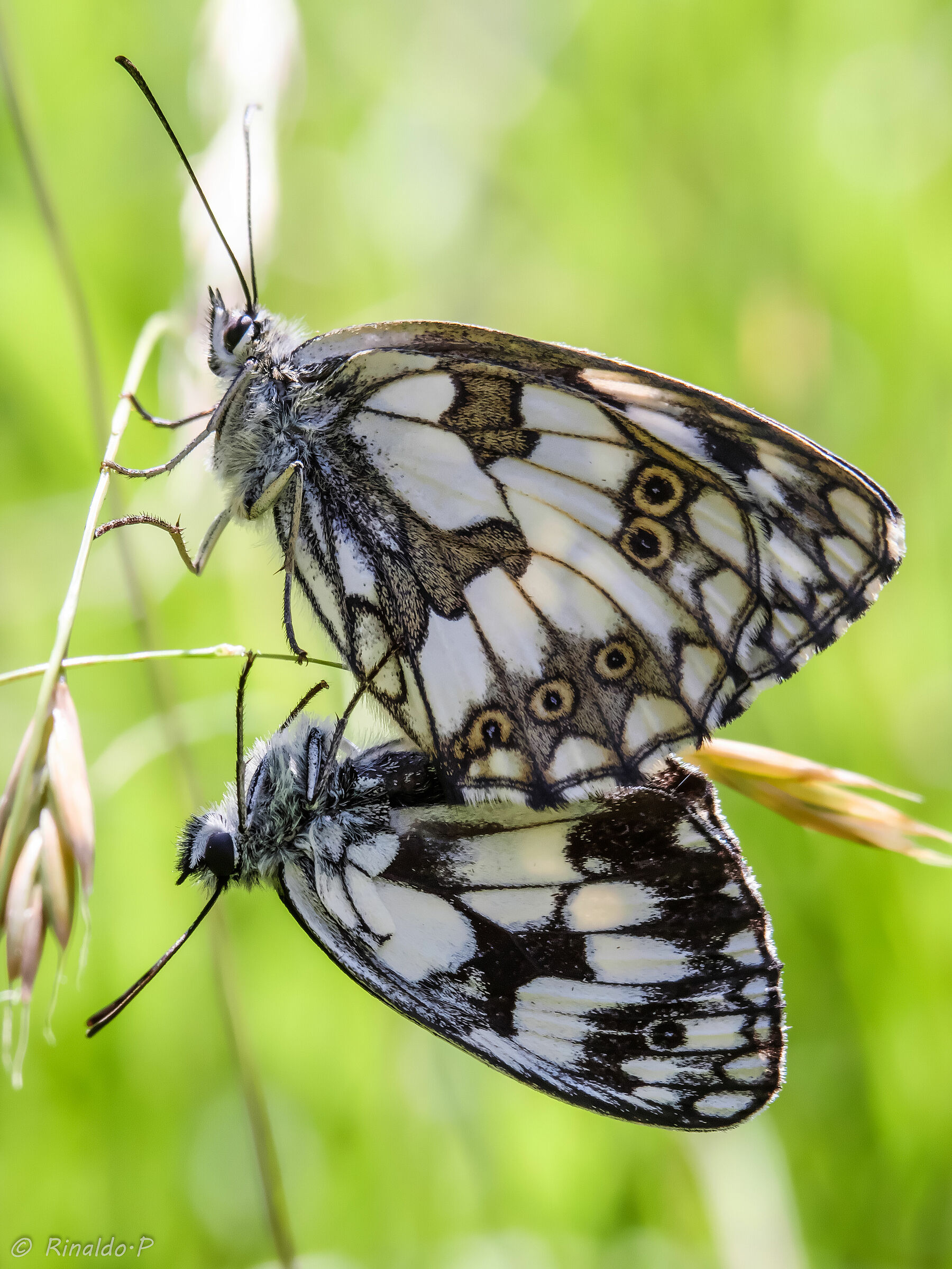 Melanargia galathea accoppiamento