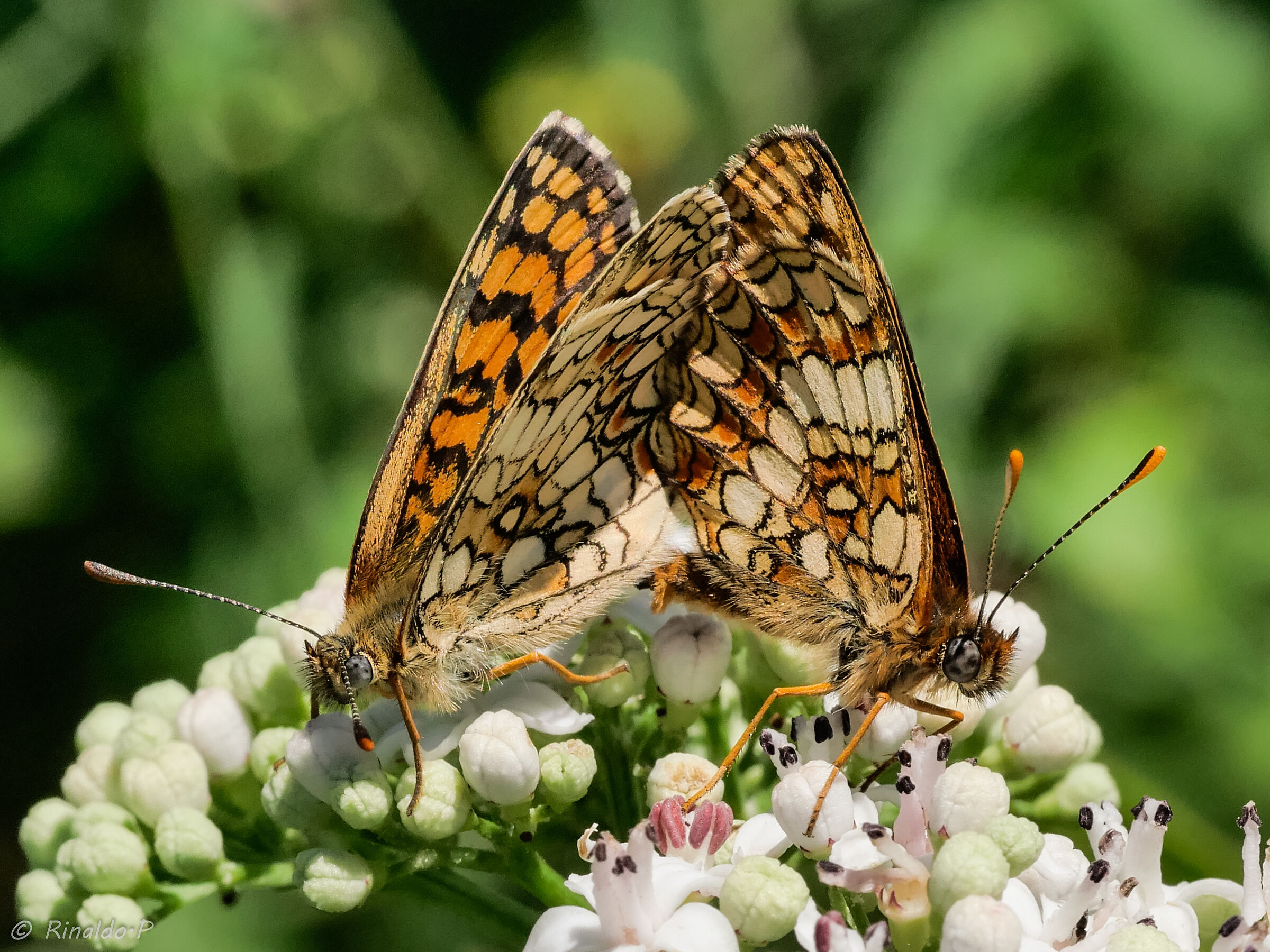 Melitaea nevadensis accoppiamento