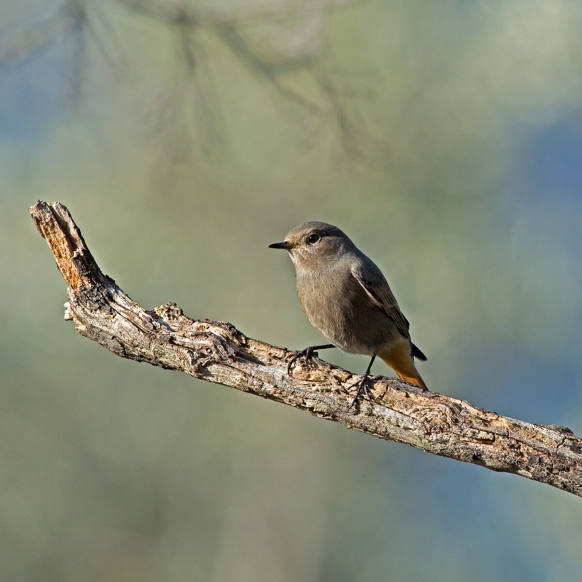 Codirosso Chimney Sweep - Phoenicurus ochruros