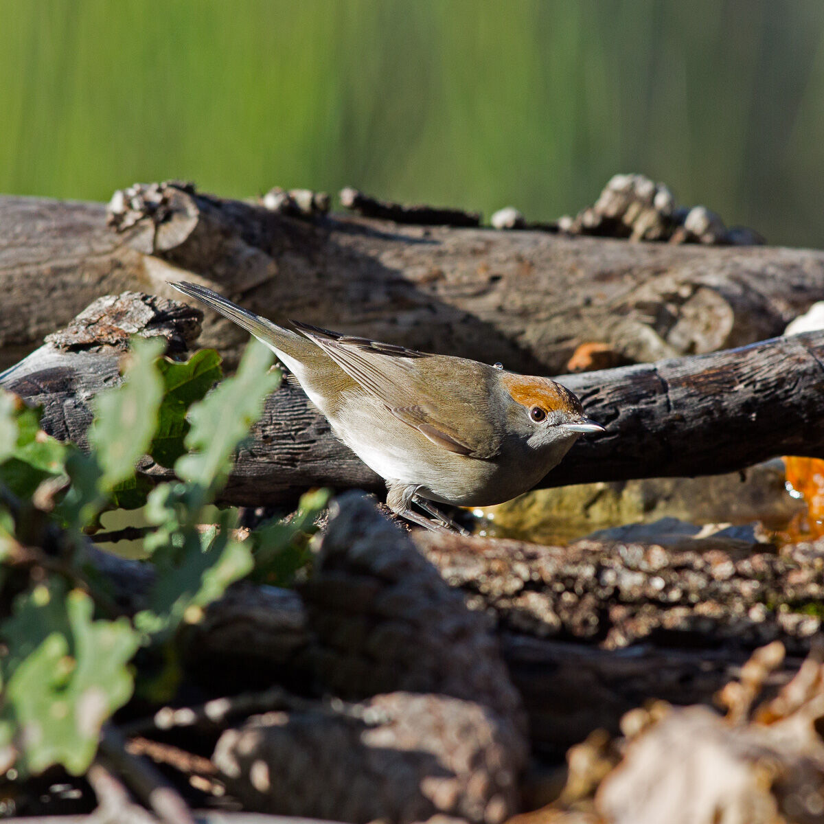 Capinera - Sylvia atricapilla