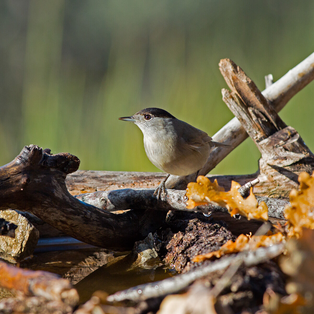 Capinera - Sylvia atricapilla