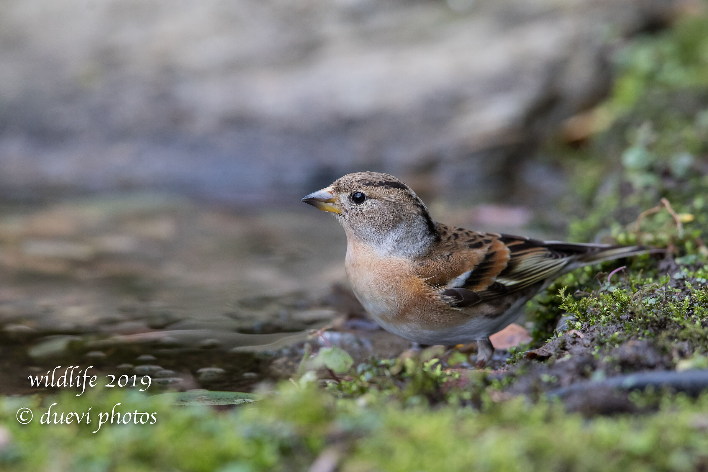 Peppola - Fringilla montifringilla