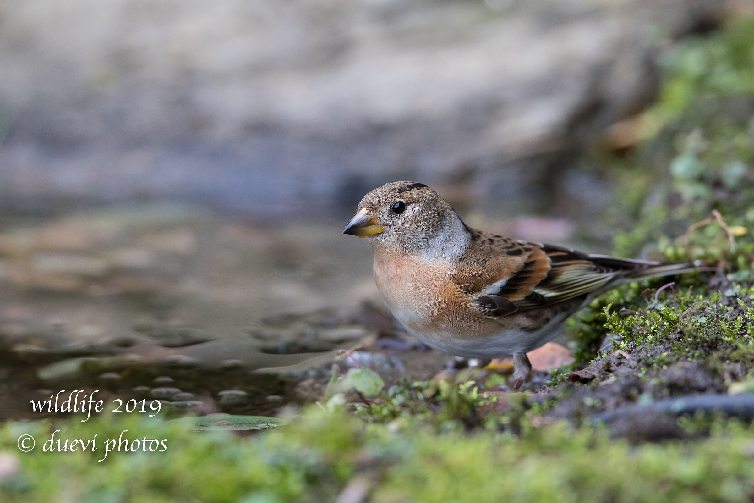 Peppola - Fringilla montifringilla