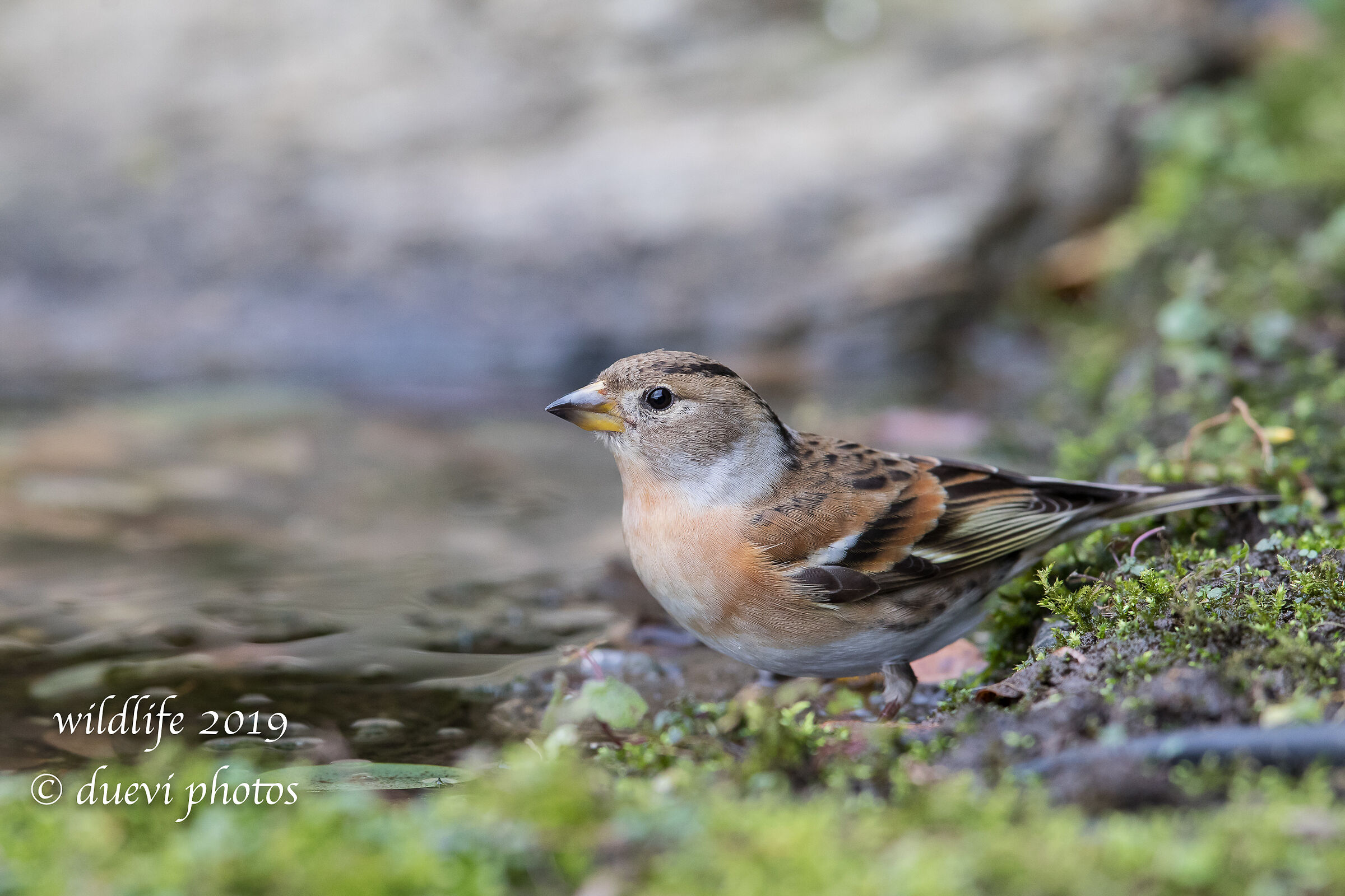 Peppola - Frnigilla montifringilla