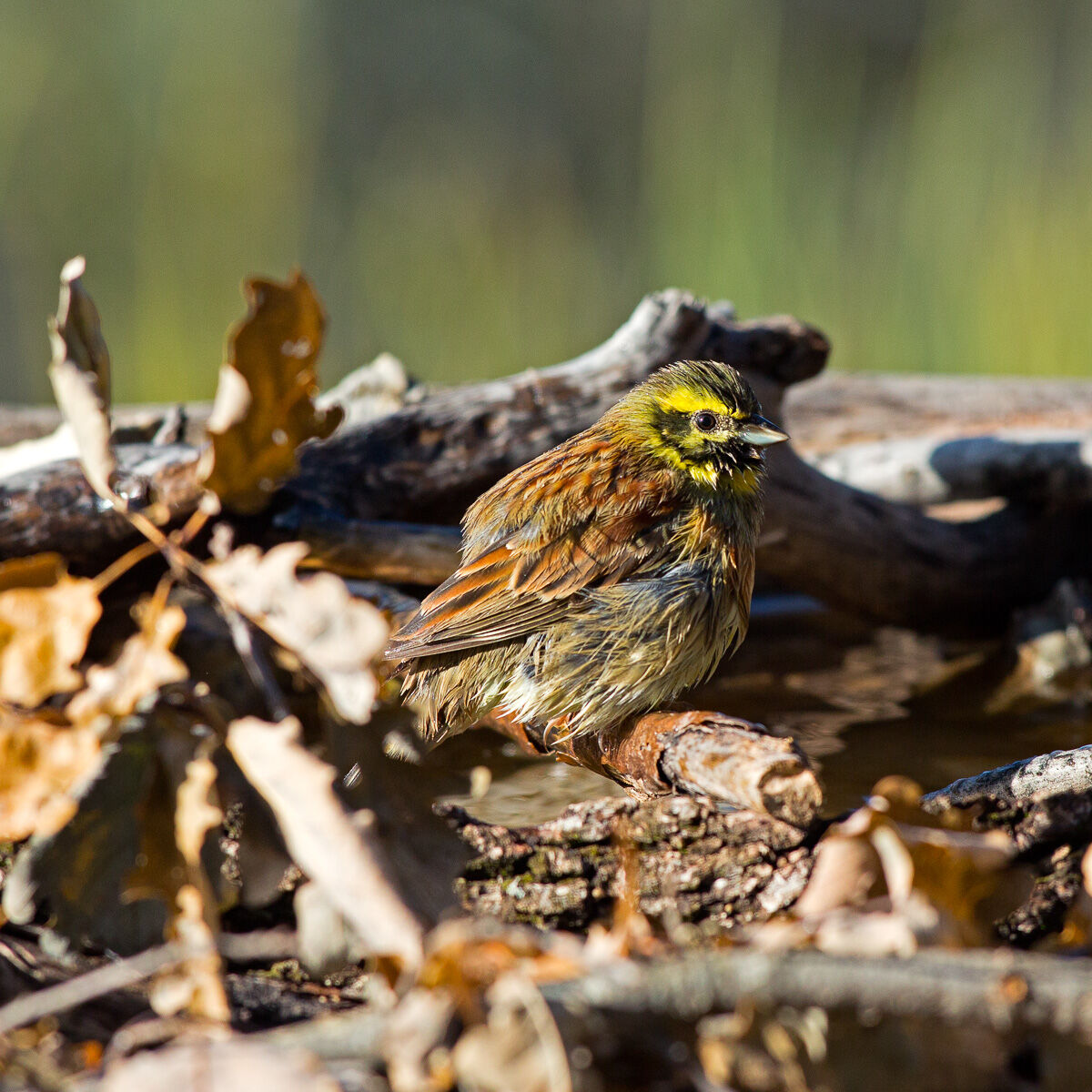 Black Zigolo - Emberiza cirlus