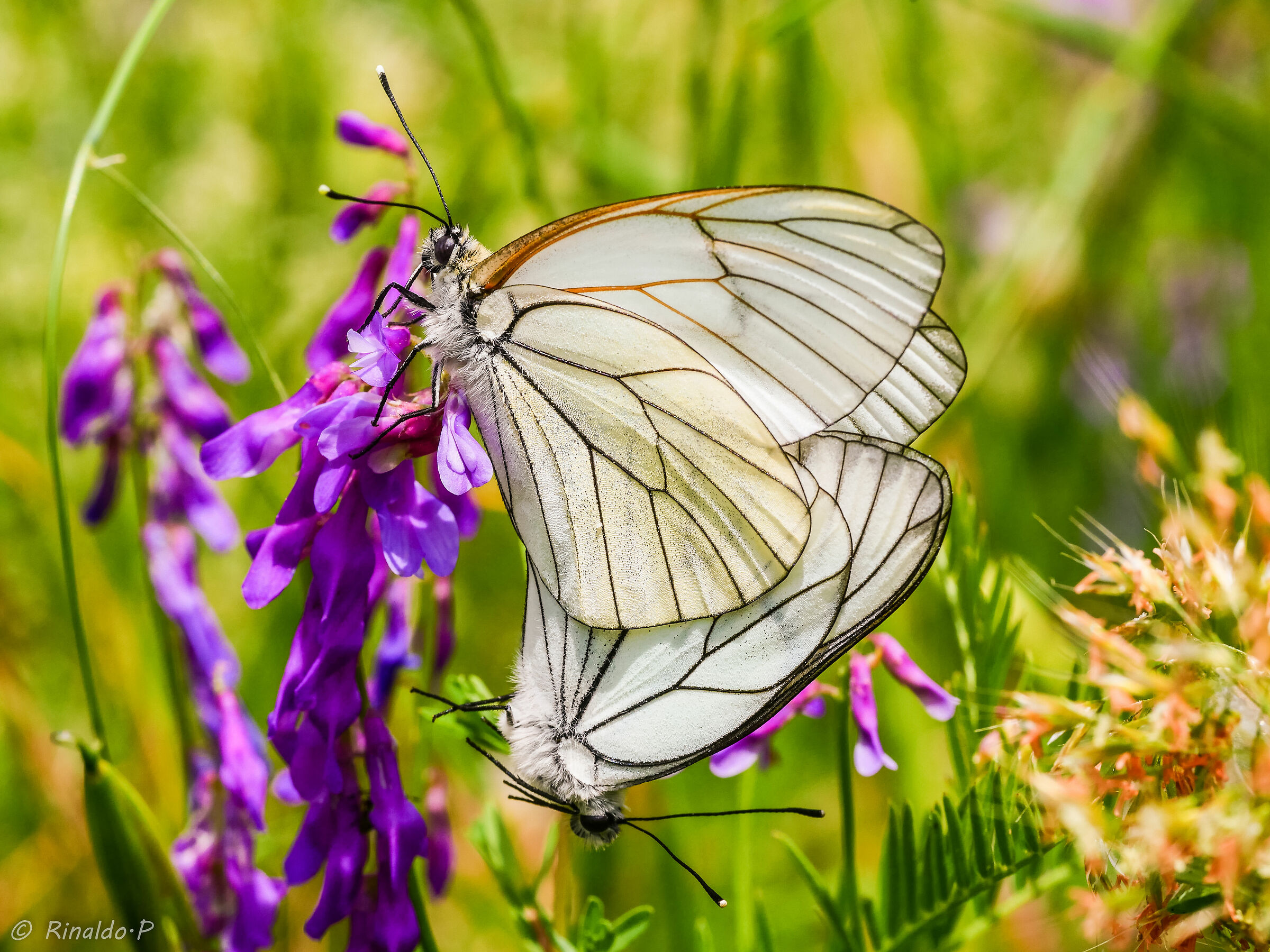 Aporia crataegi accoppiamento