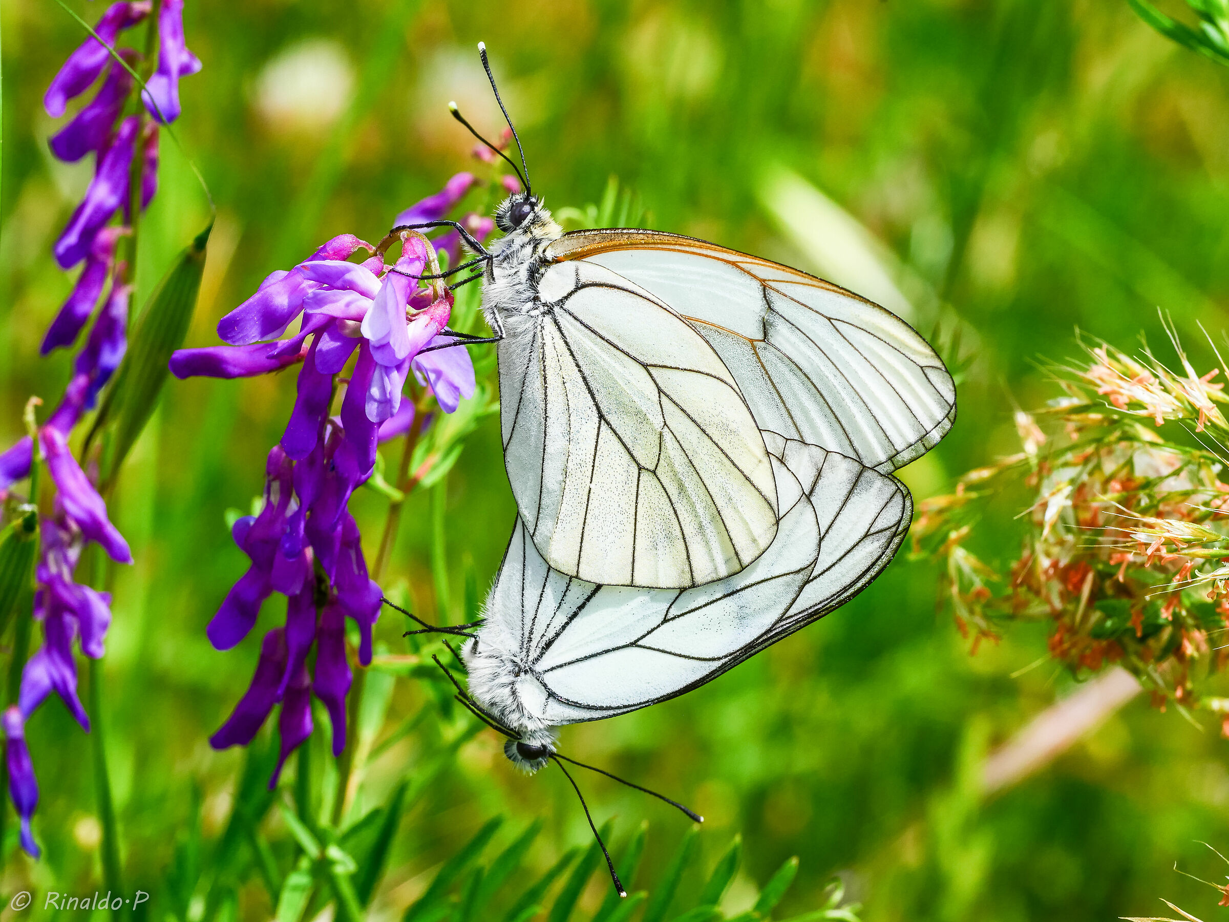 Aporia crataegi accoppiamento 1