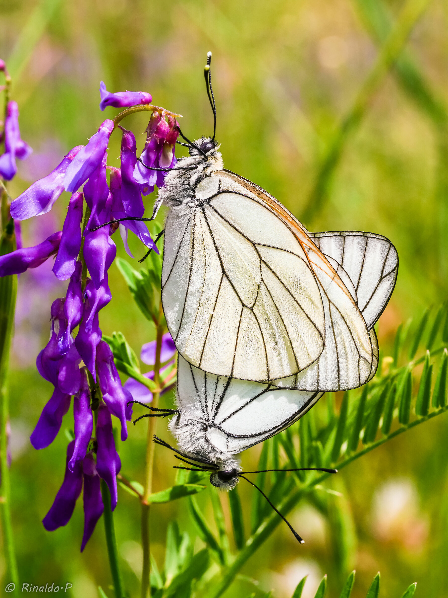 Aporia crataegi accoppiamento 2