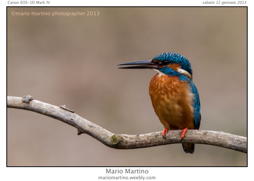 The whisper of martino