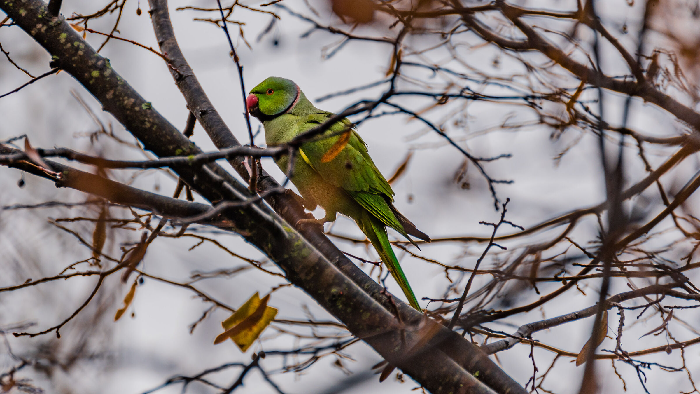 I nuovi padroni degli alberi di Roma