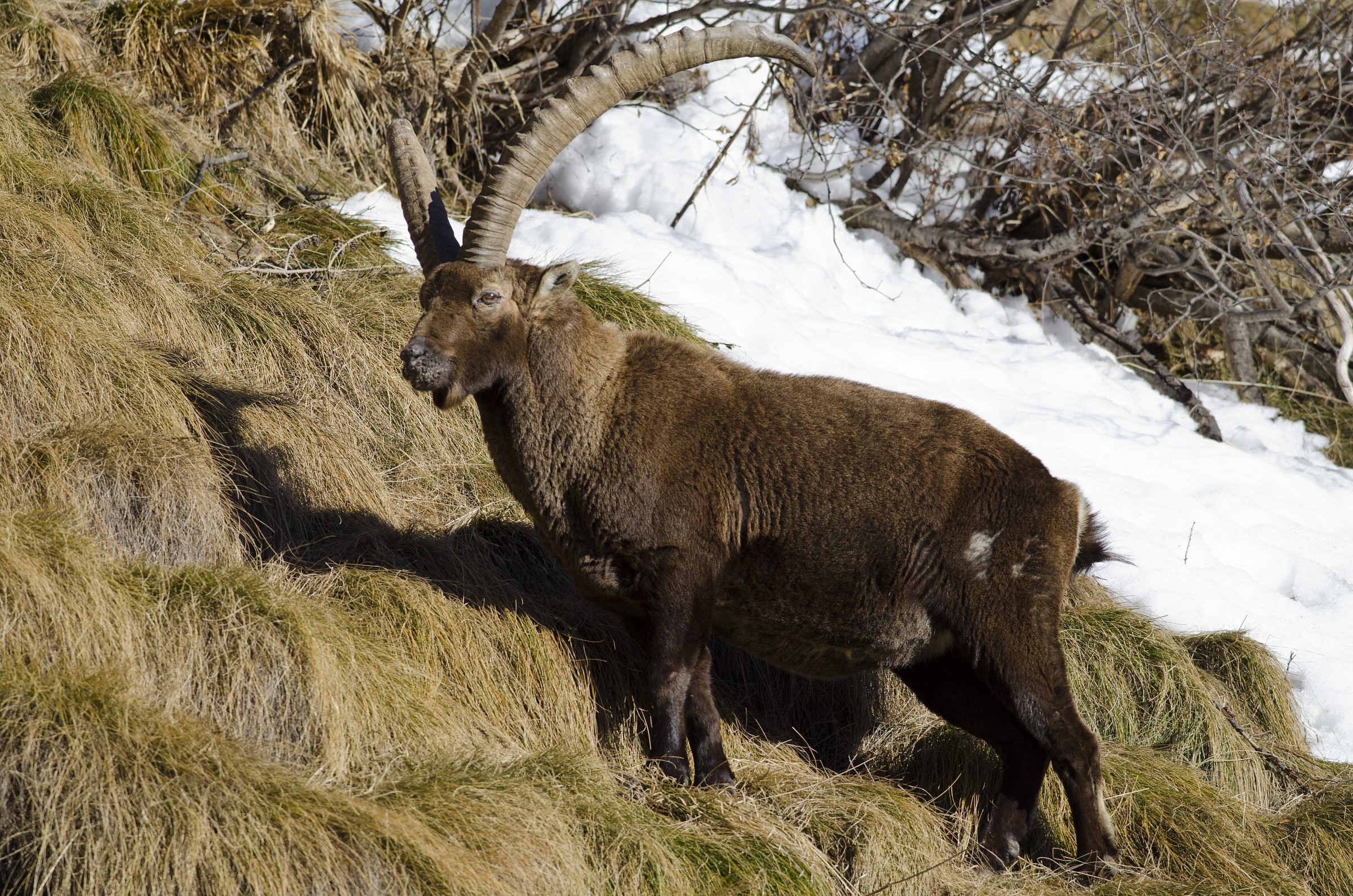 Capra ibex-Stambecco1