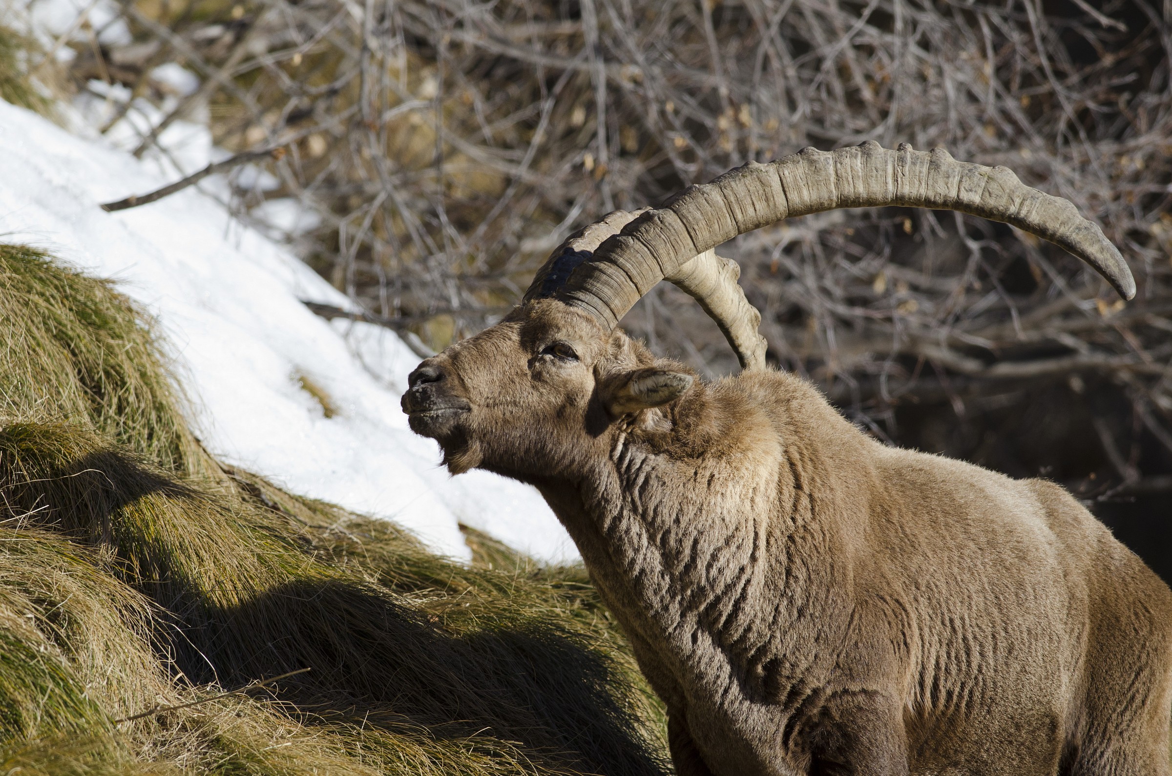 Capra ibex-Stambecco2