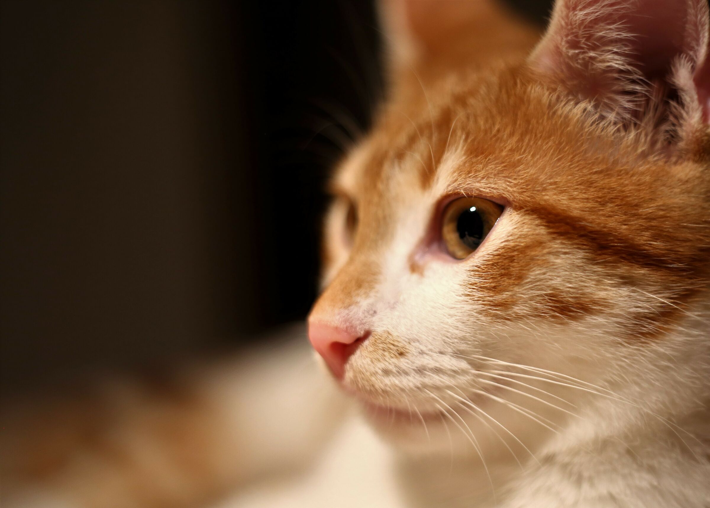 Erik il Rosso vs. Zeiss Pancolar