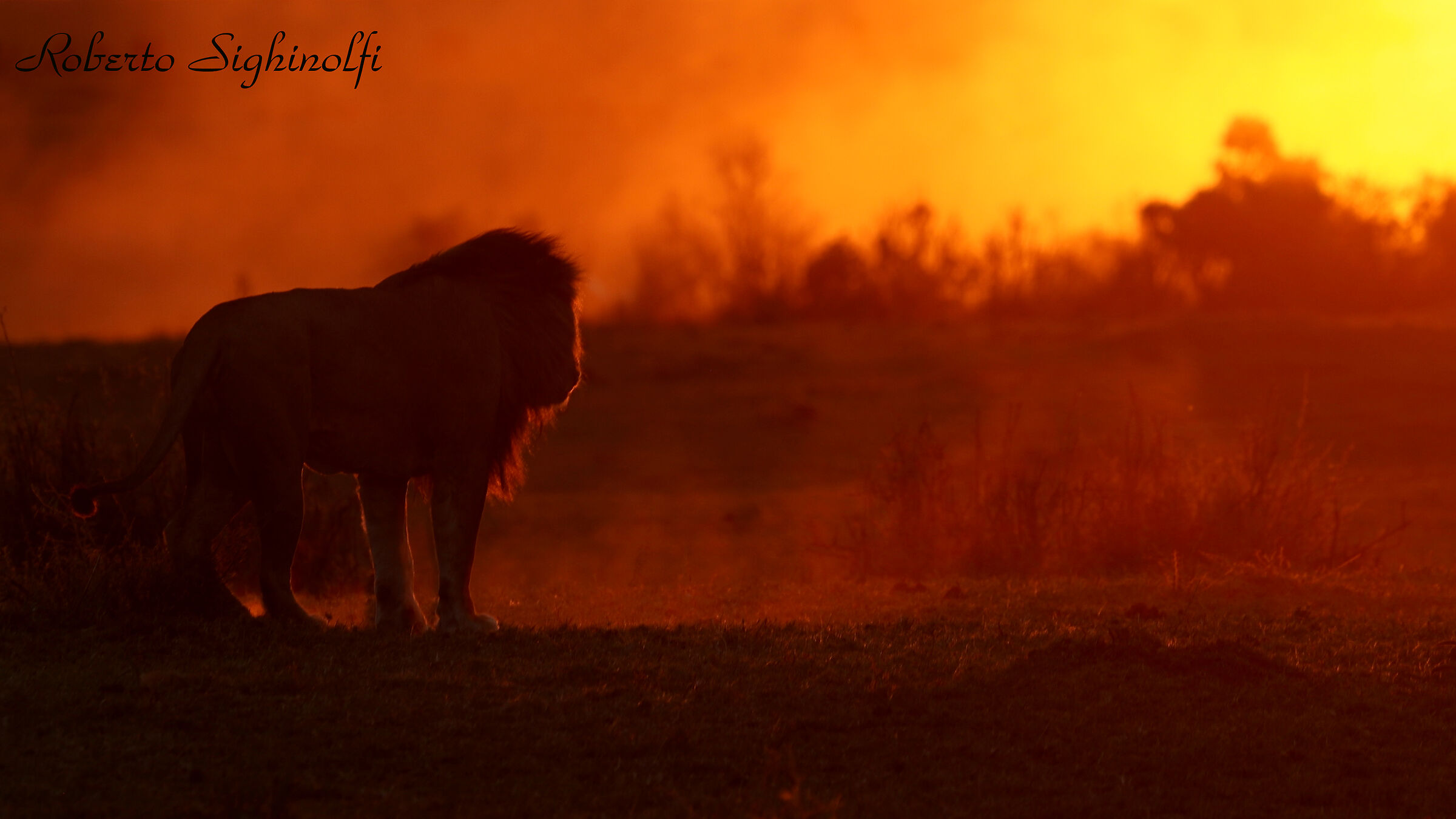 Fiery sunset with lion
