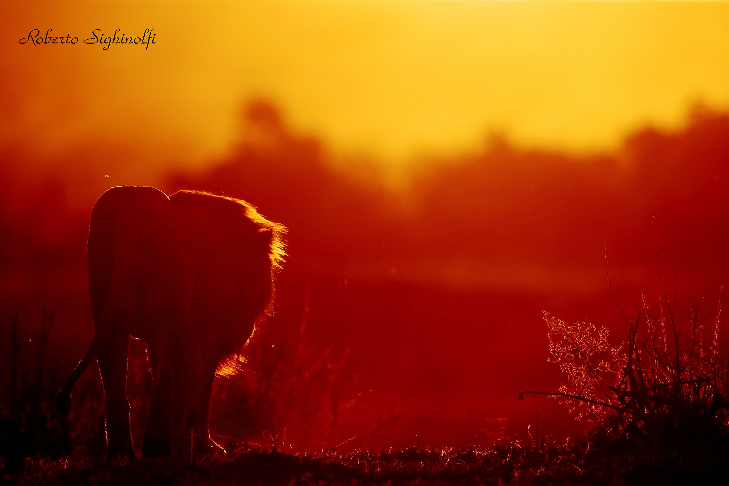 Fiery sunset with lion