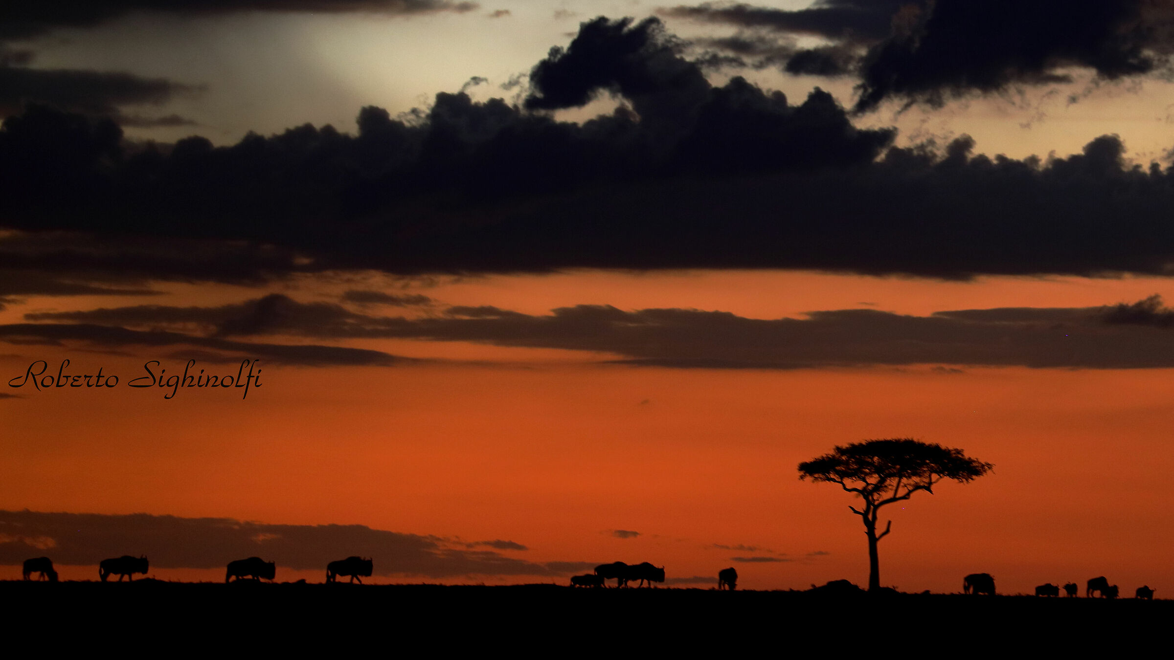 wildebeest at sunset