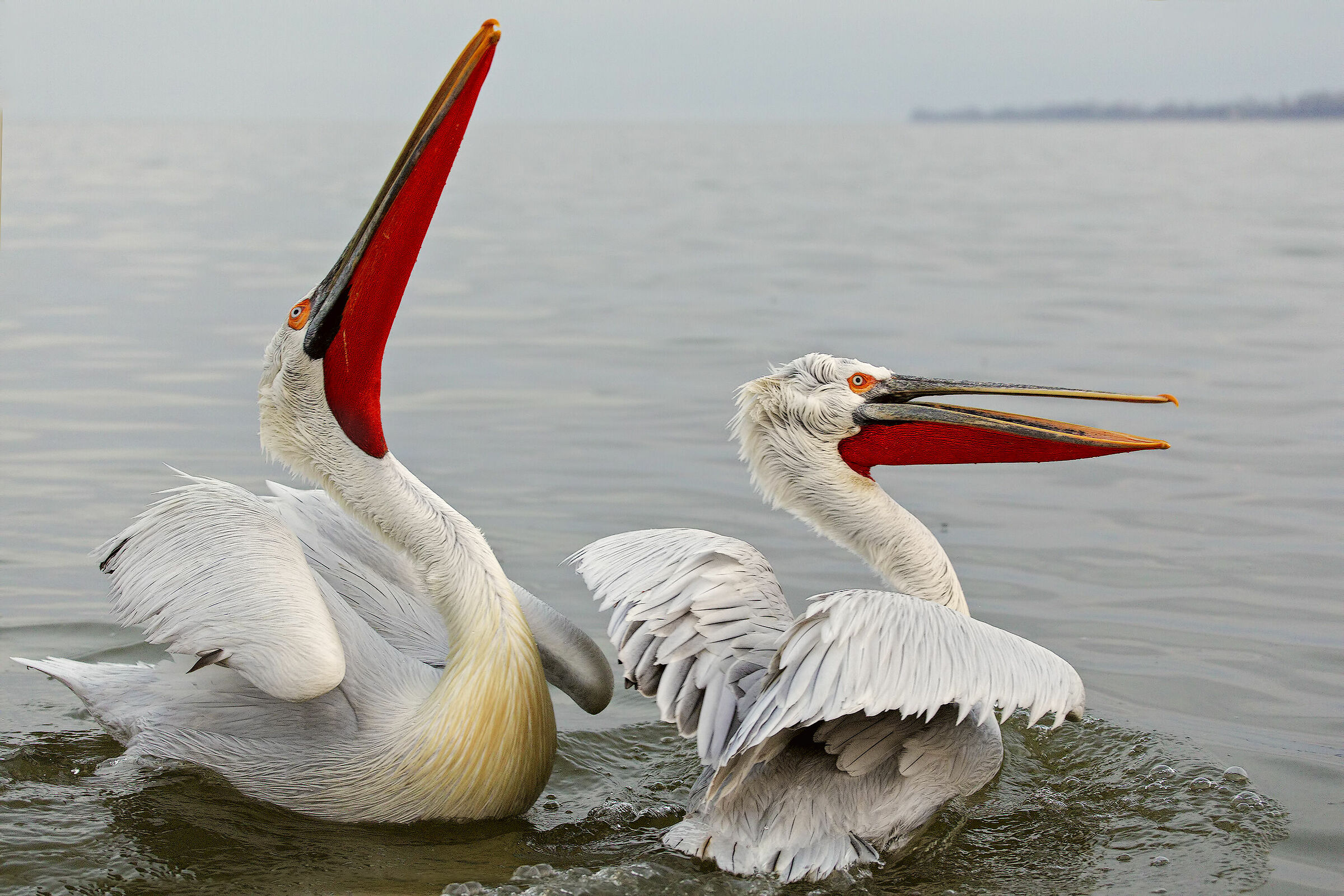 Curly Pelicans