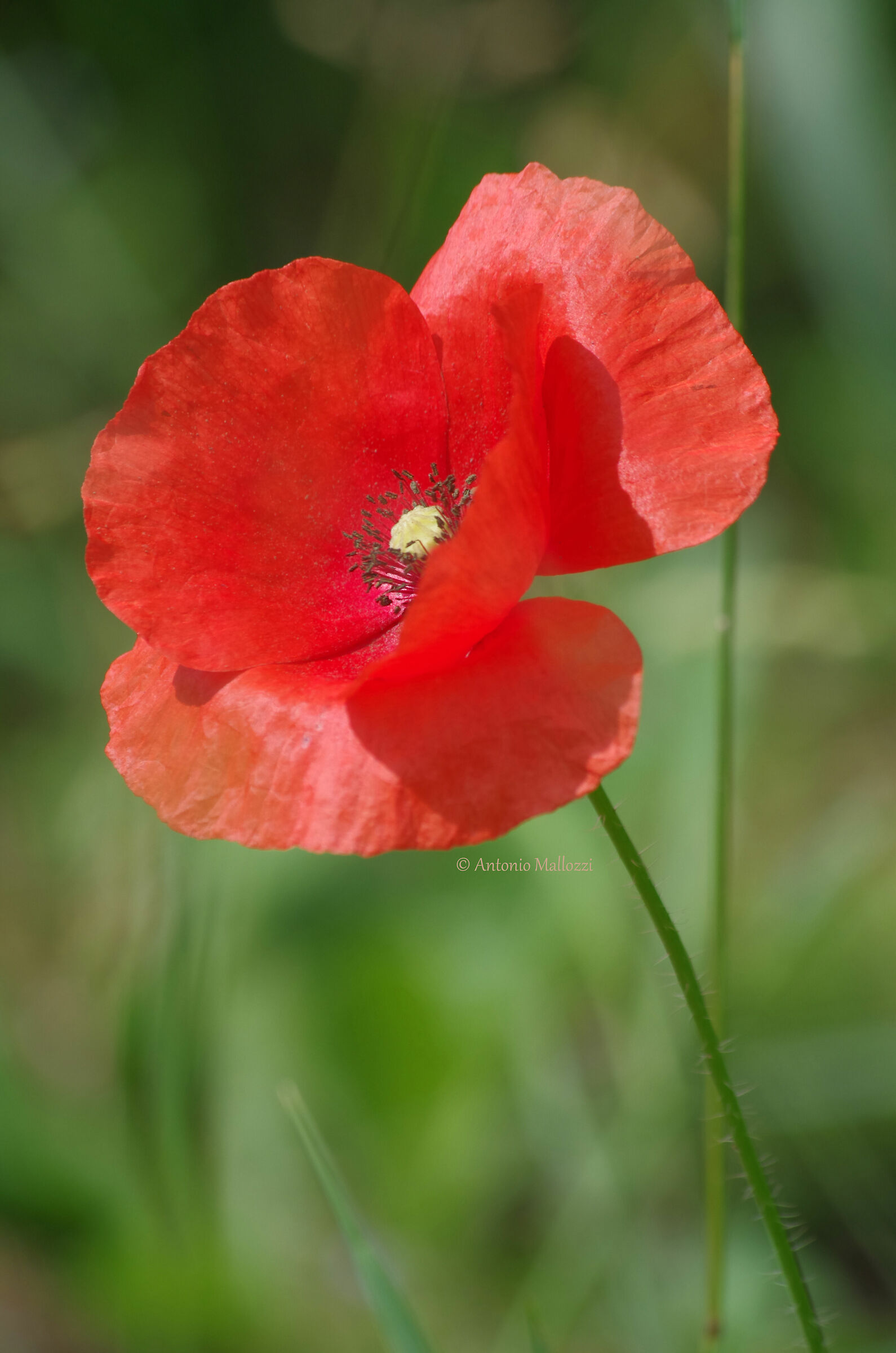 Red Poppy, 11