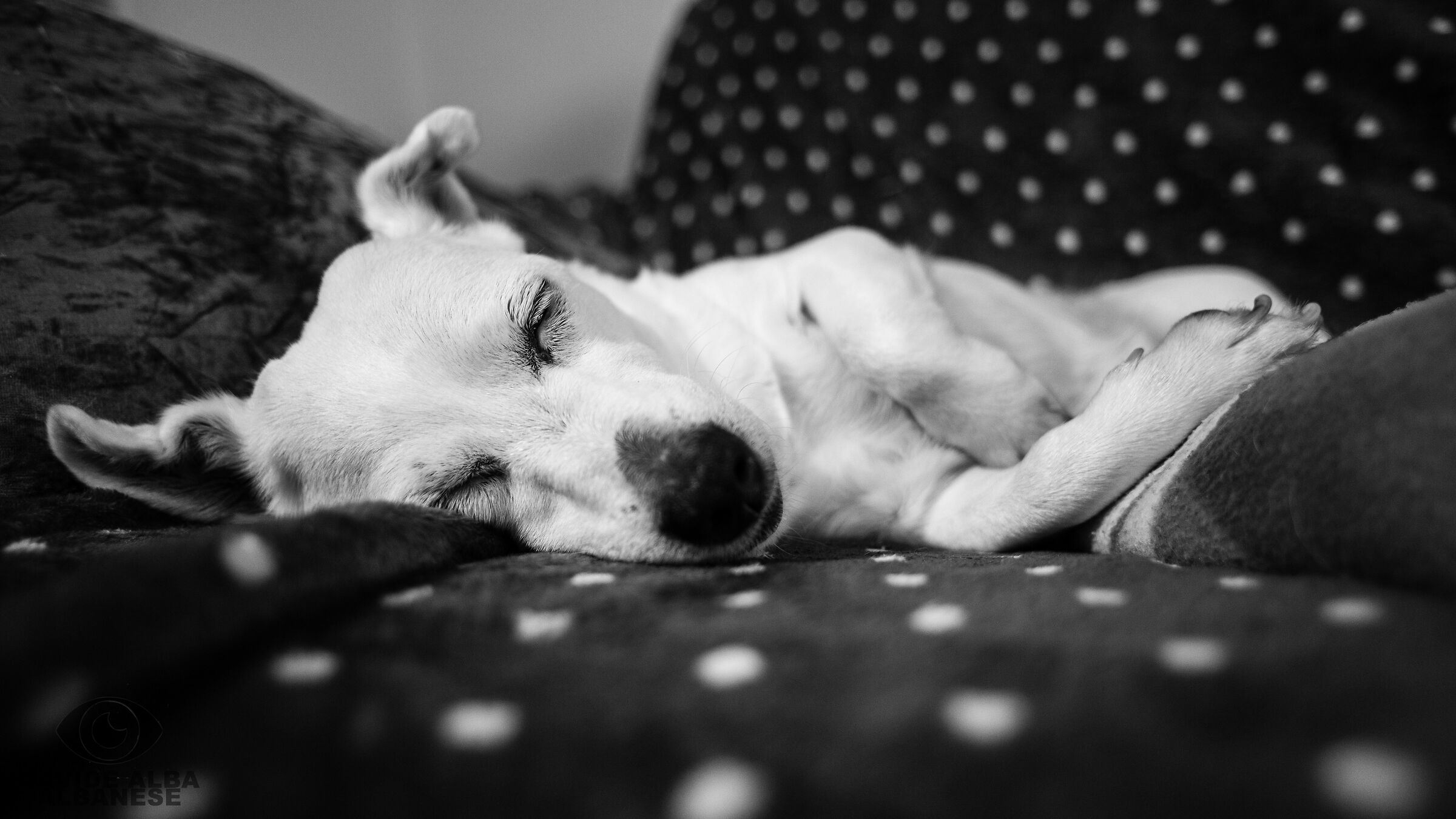 Luna, la mia modella preferita.