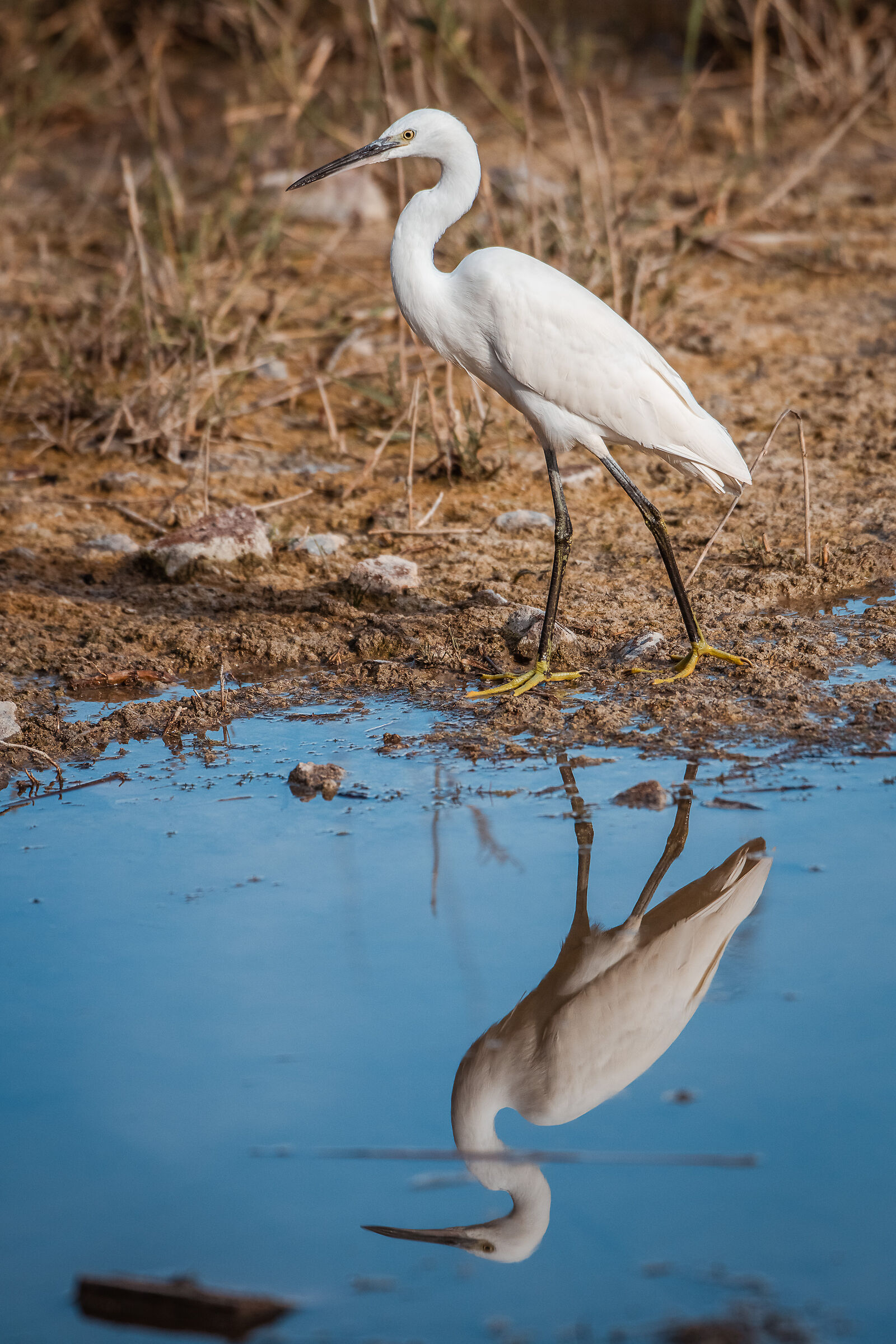 ... profile and below