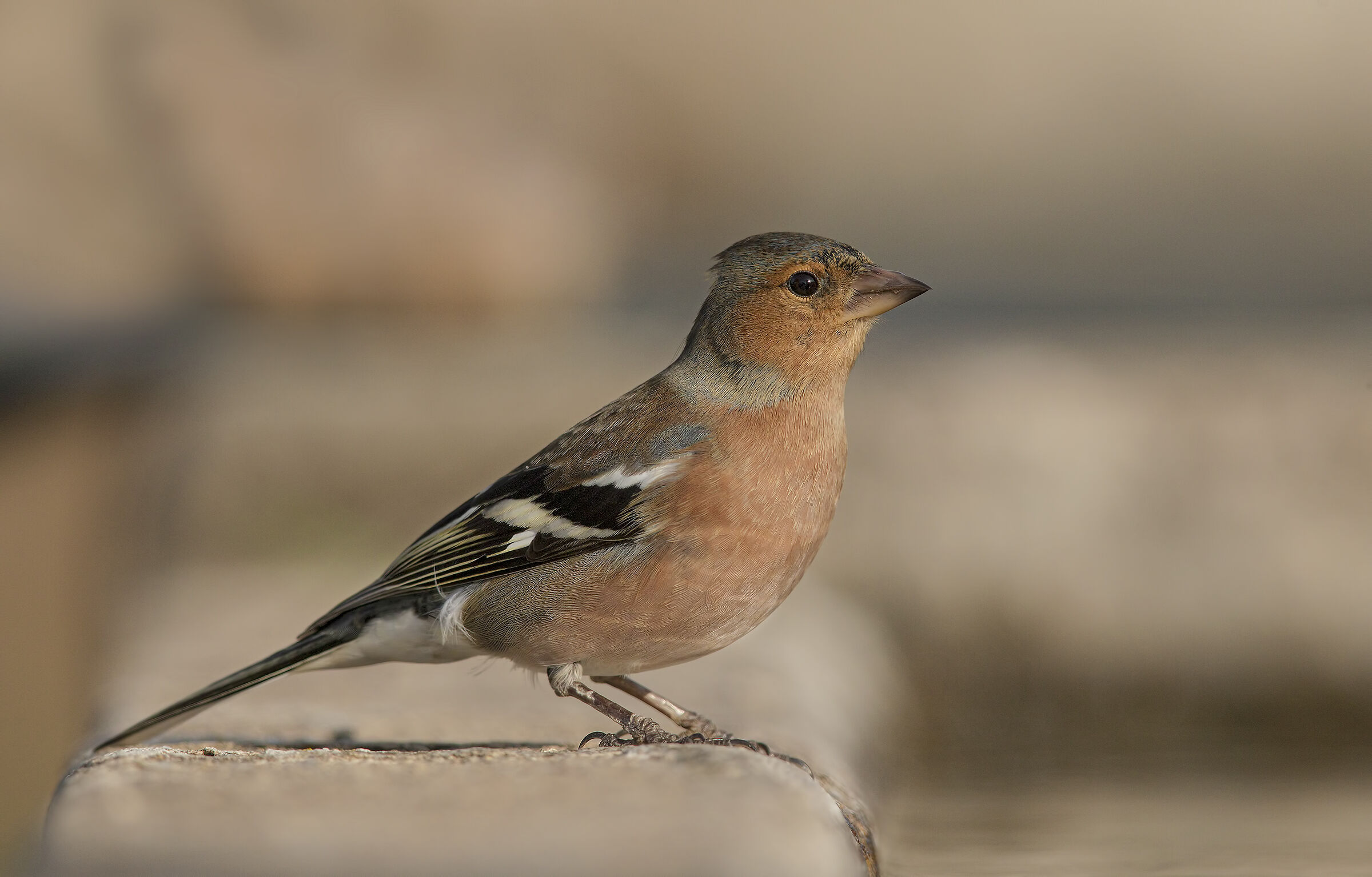 Chaffinch