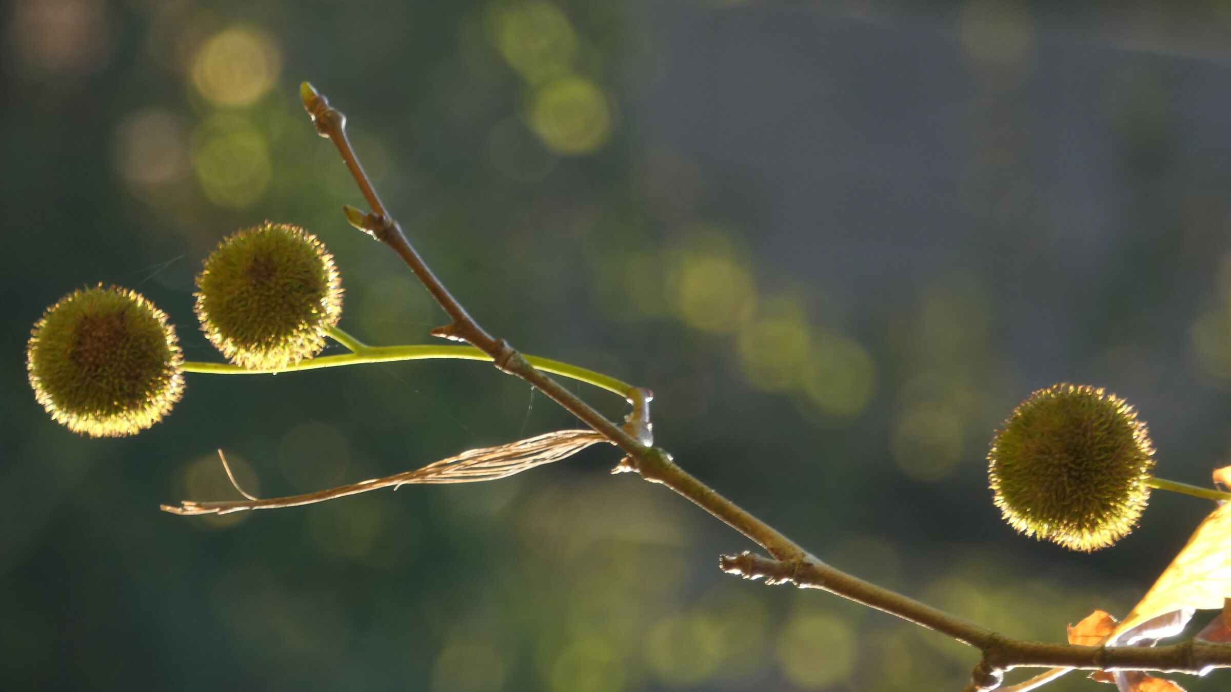 Platano comune - Platanus hispanica