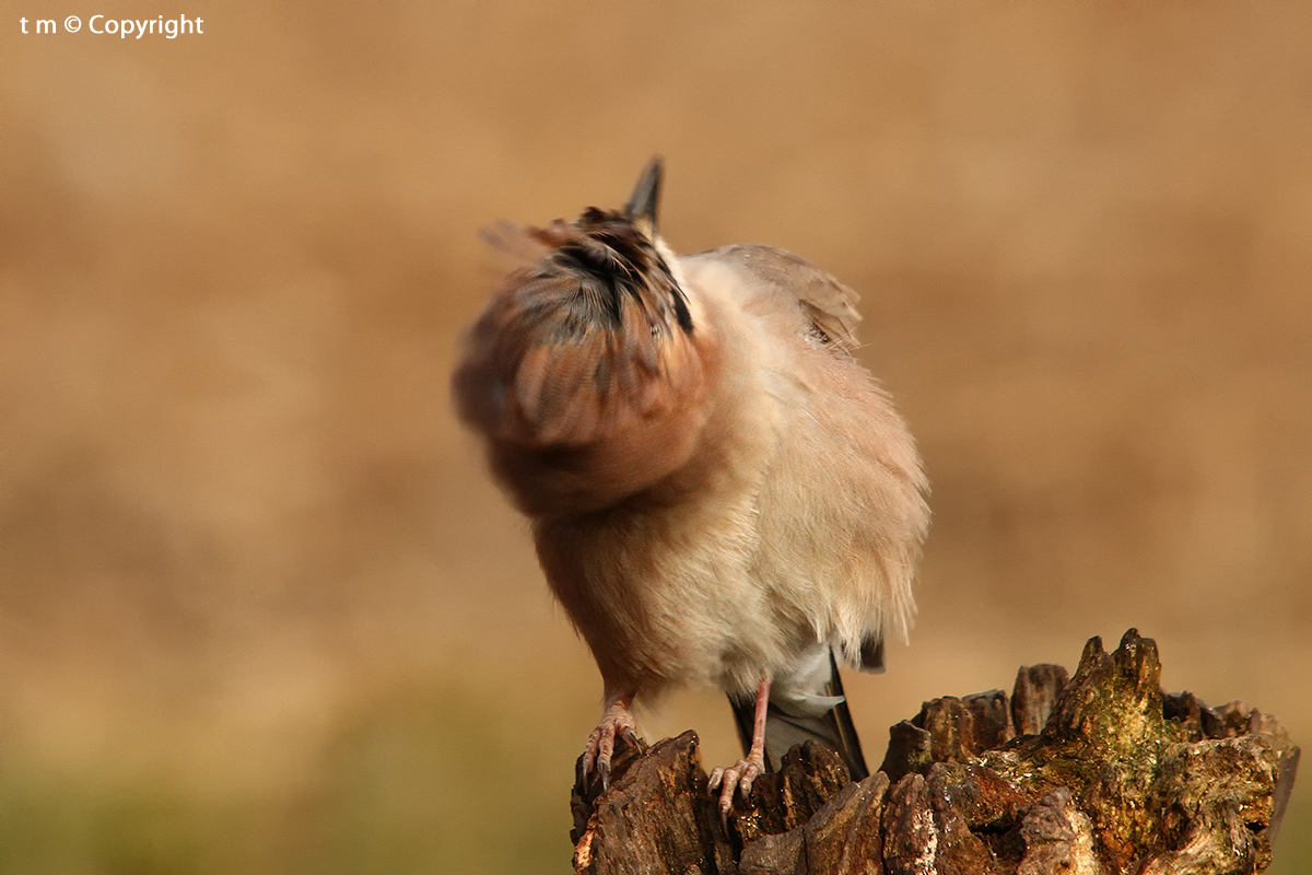 Imitazione del torcicollo