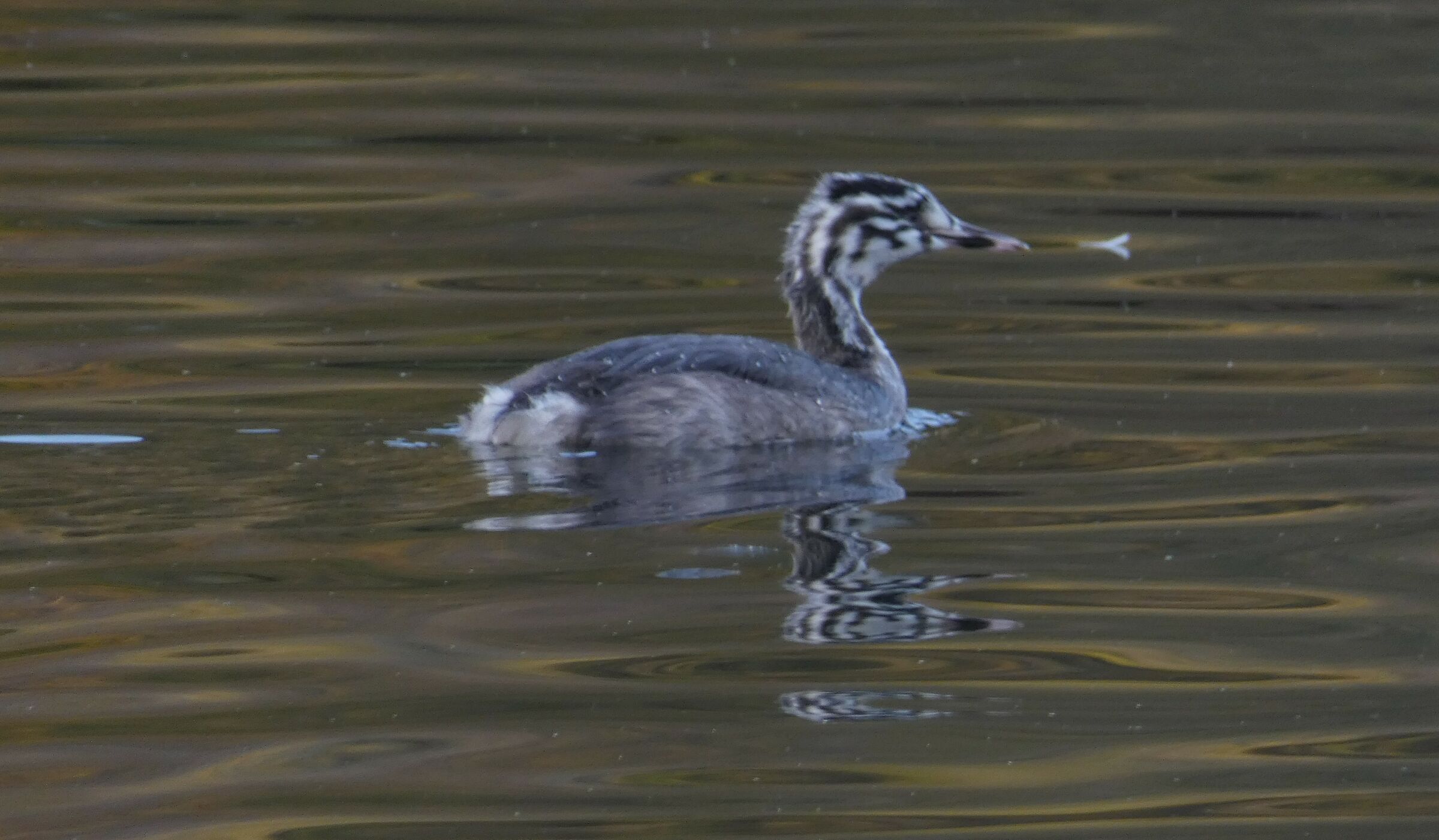 Svasso maggiore (piccolo) - Podiceps cristatus