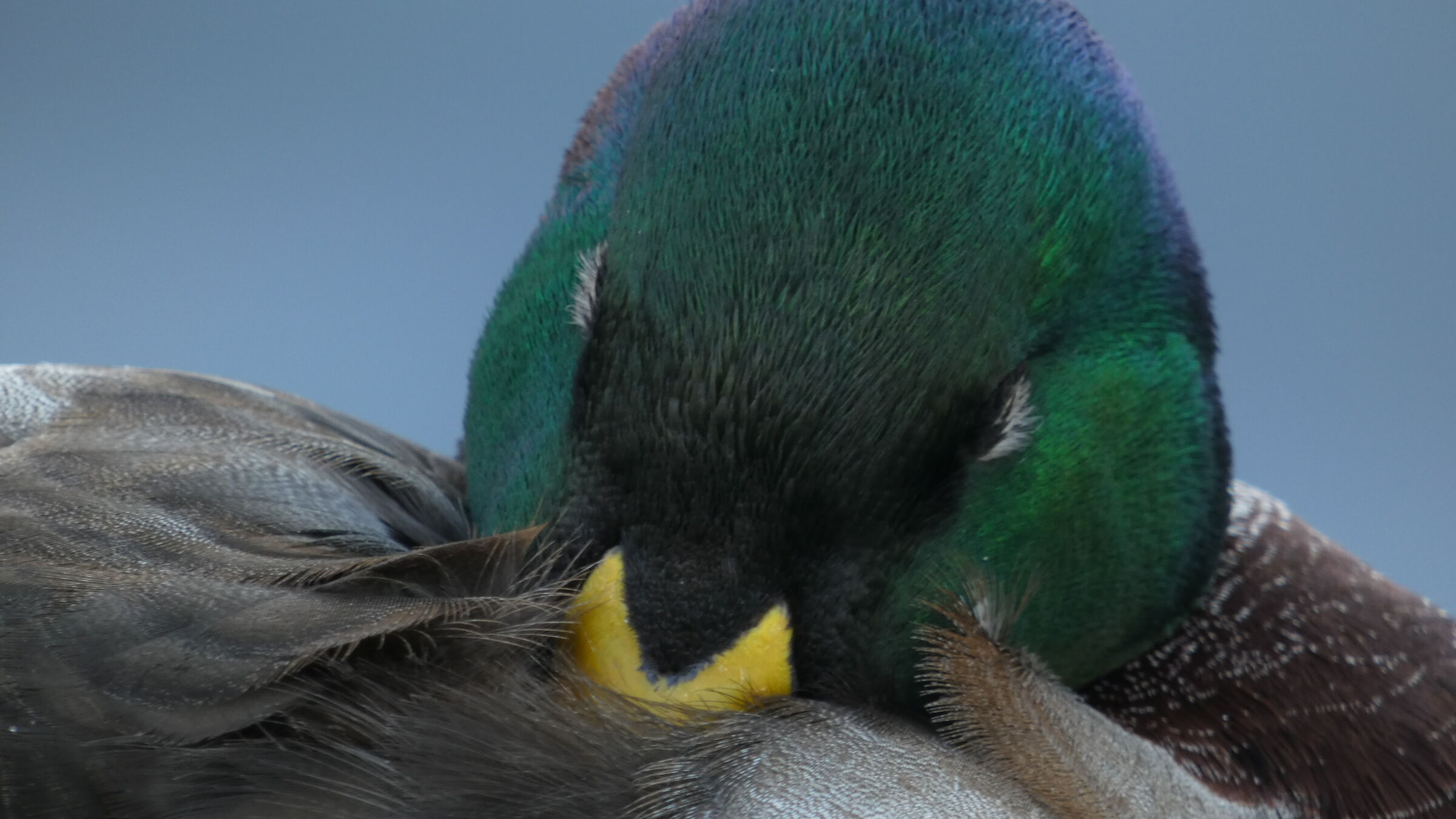 Germano reale (maschio) - Anas platyrhynchos