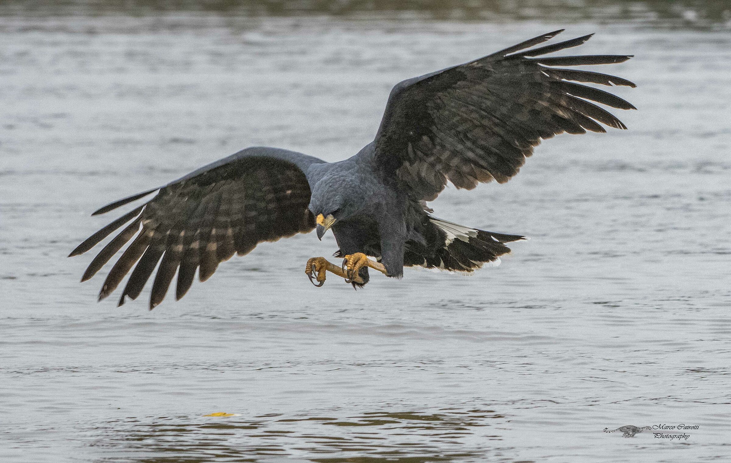 Poiana nera maggiore