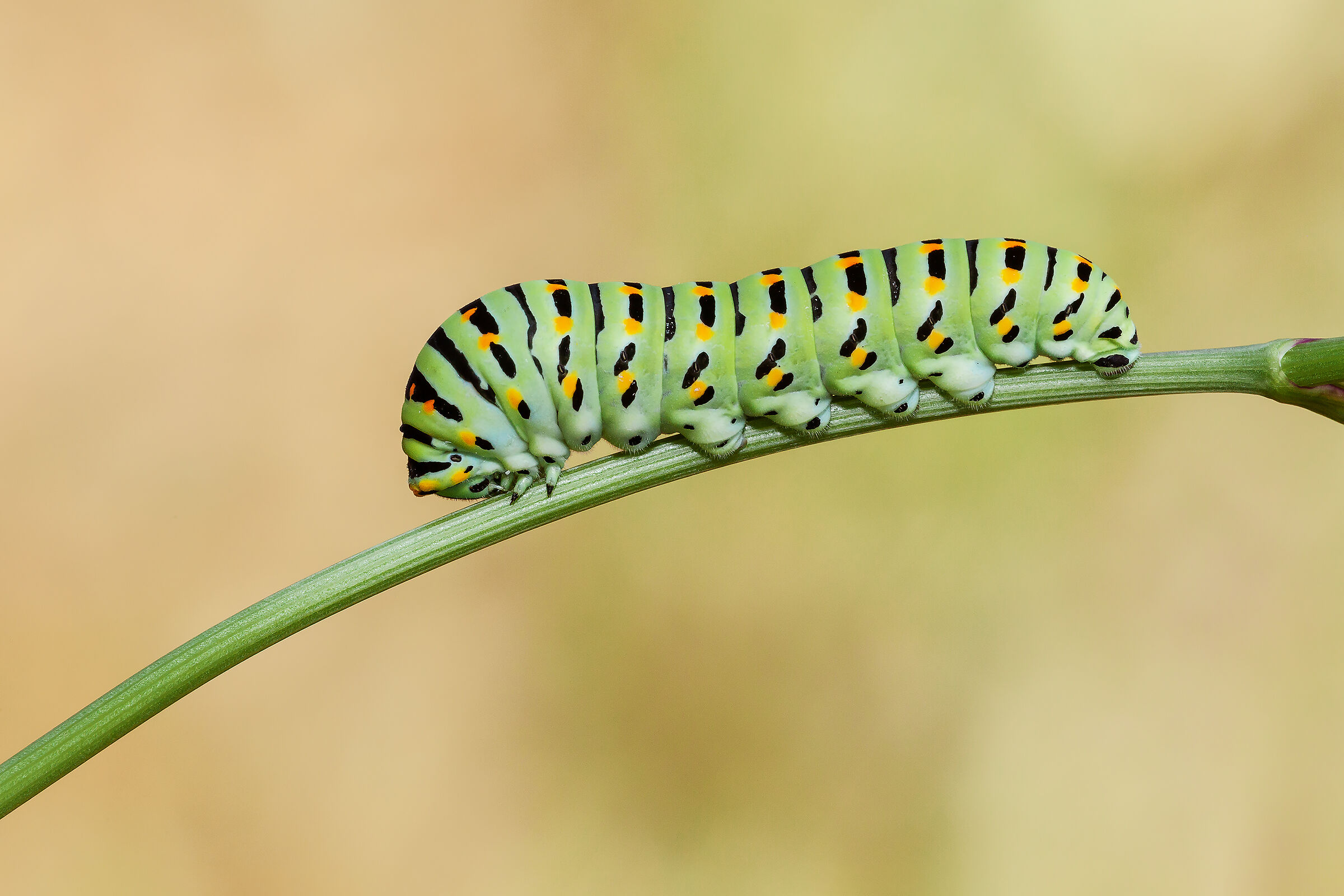 Macaon caterpillar