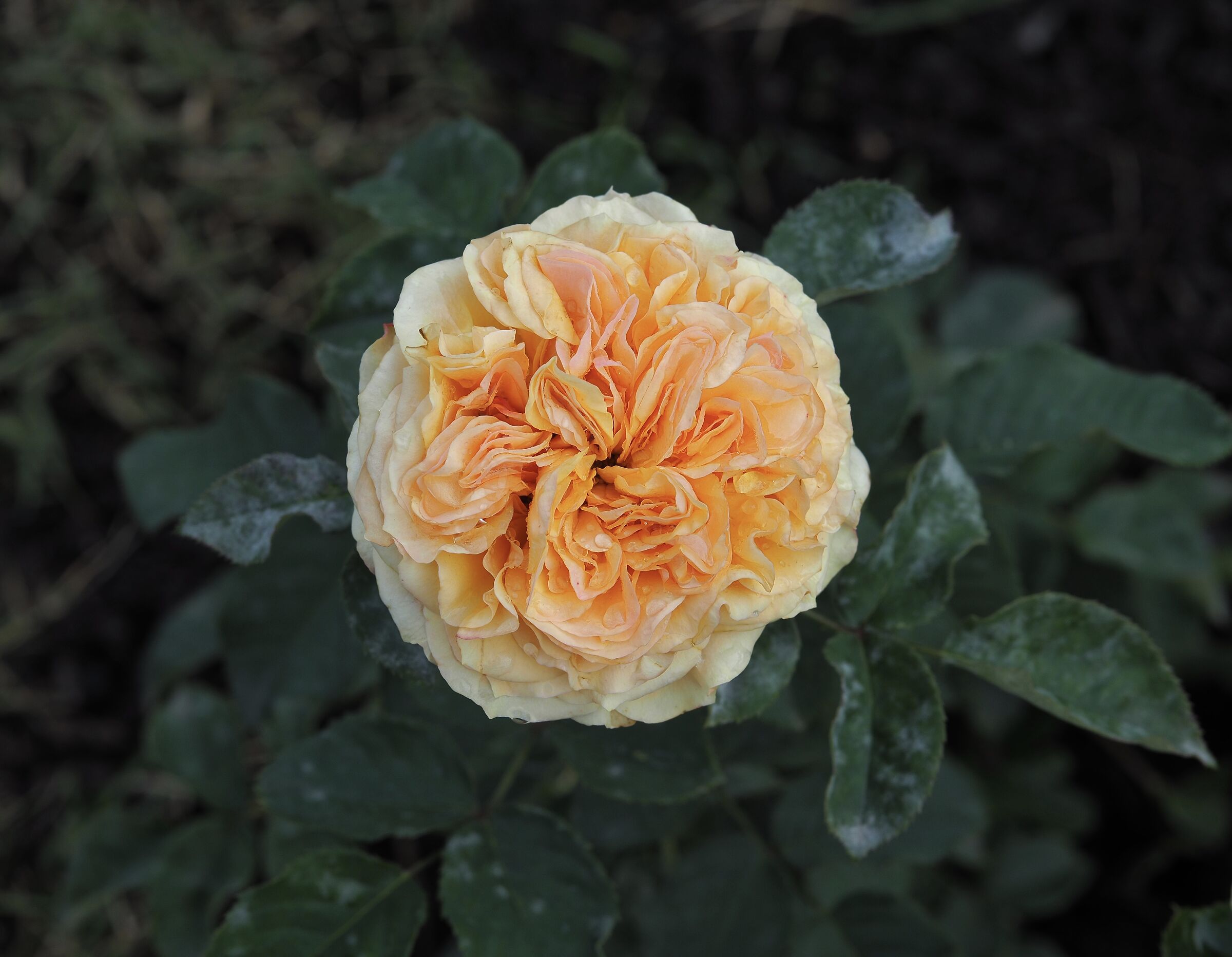 Rosa ibrida di Tea in autunno