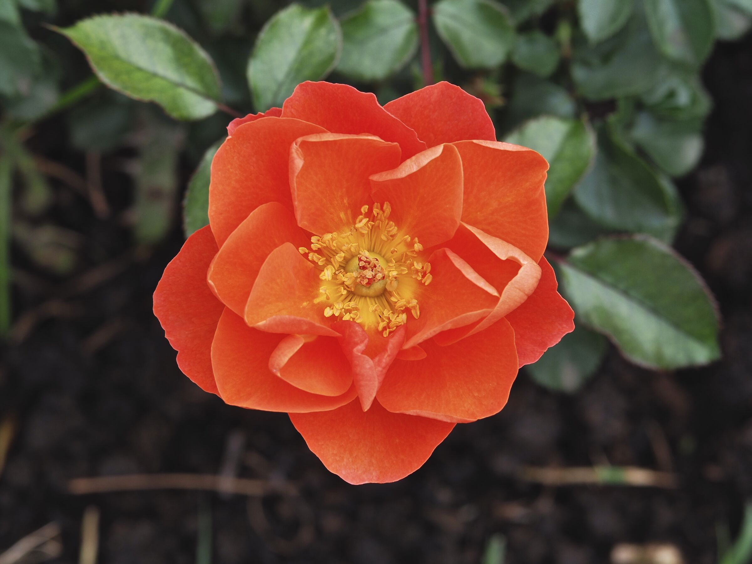 Rosa Monica in autunno