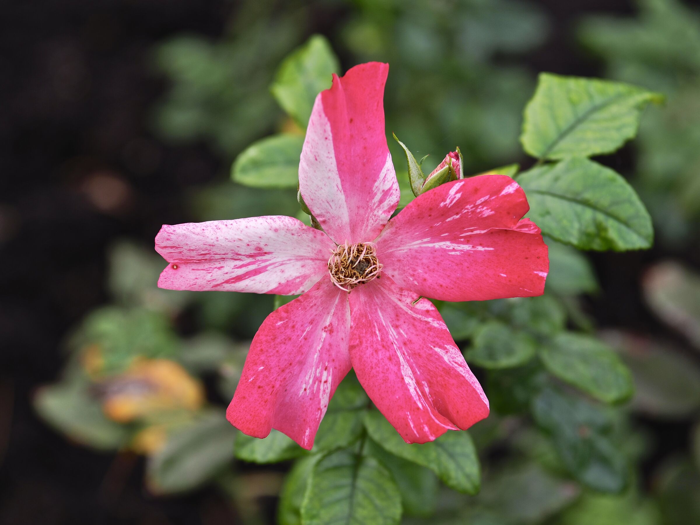 Rosa Ravel in autunno